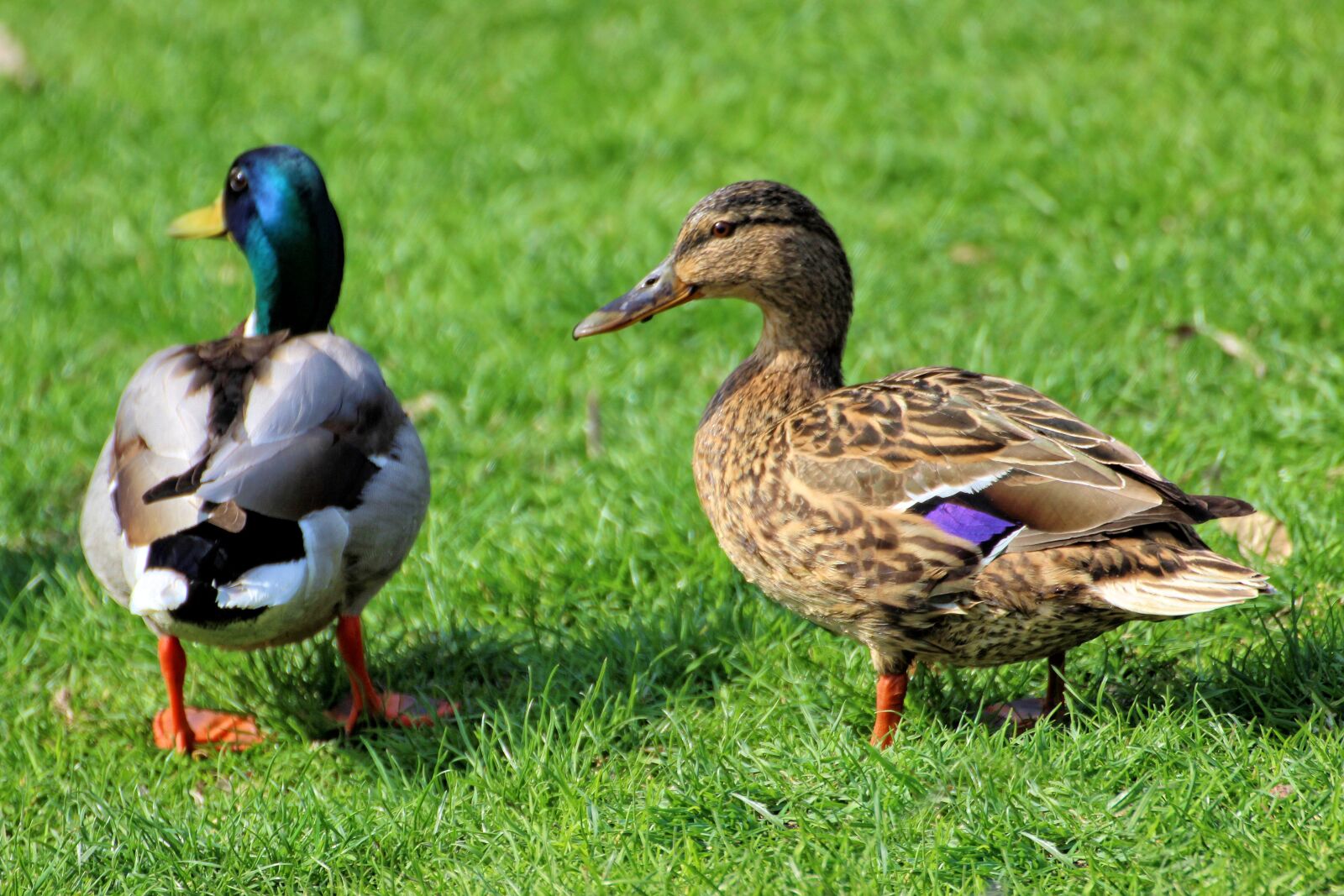 Canon EOS 600D (Rebel EOS T3i / EOS Kiss X5) sample photo. Duck, drake, meadow photography