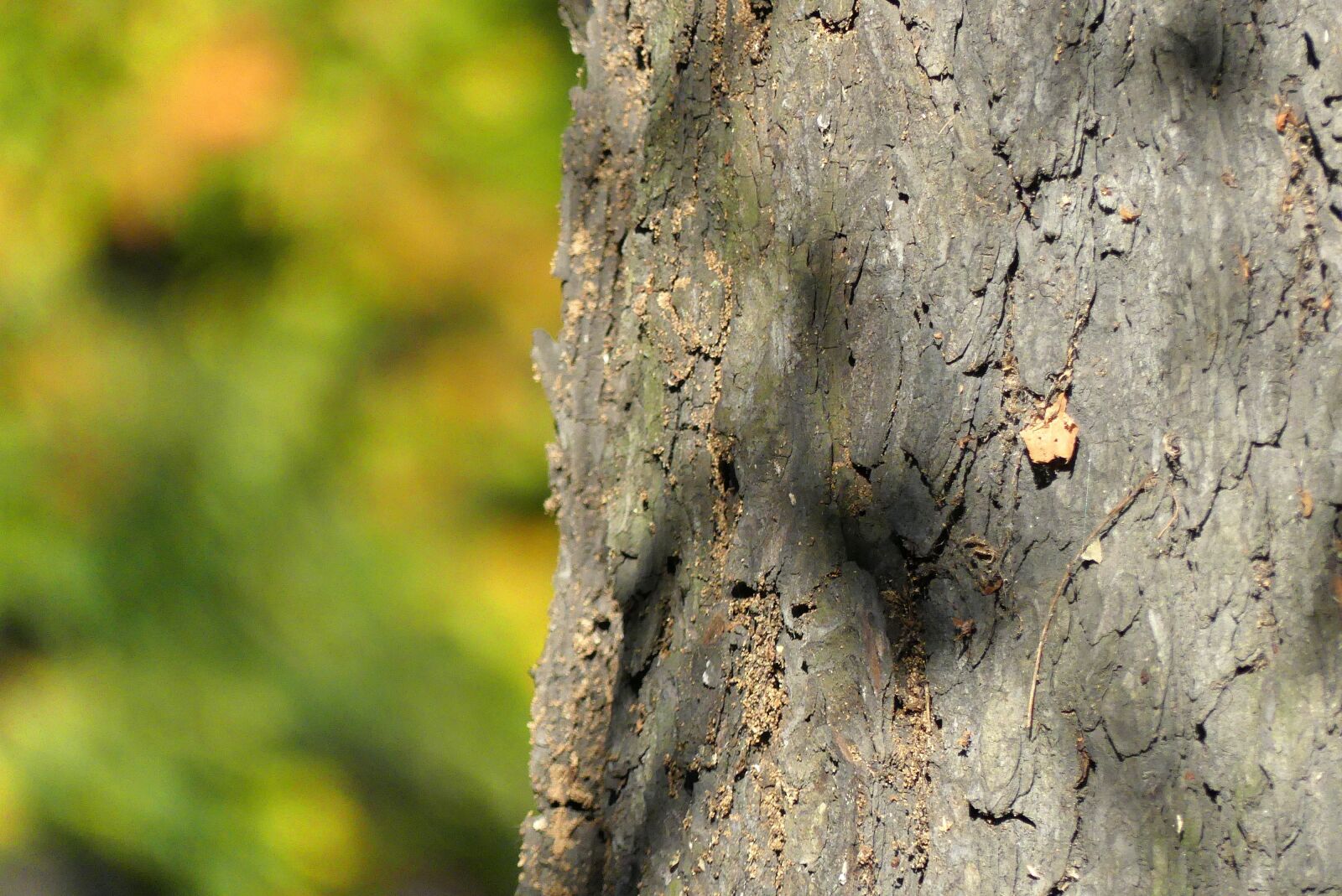 Panasonic Lumix DMC-FZ300 sample photo. Tree, trunk, the bark photography