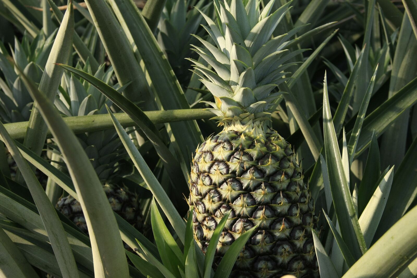 Canon EOS 40D sample photo. Ananas comosus, plant, food photography