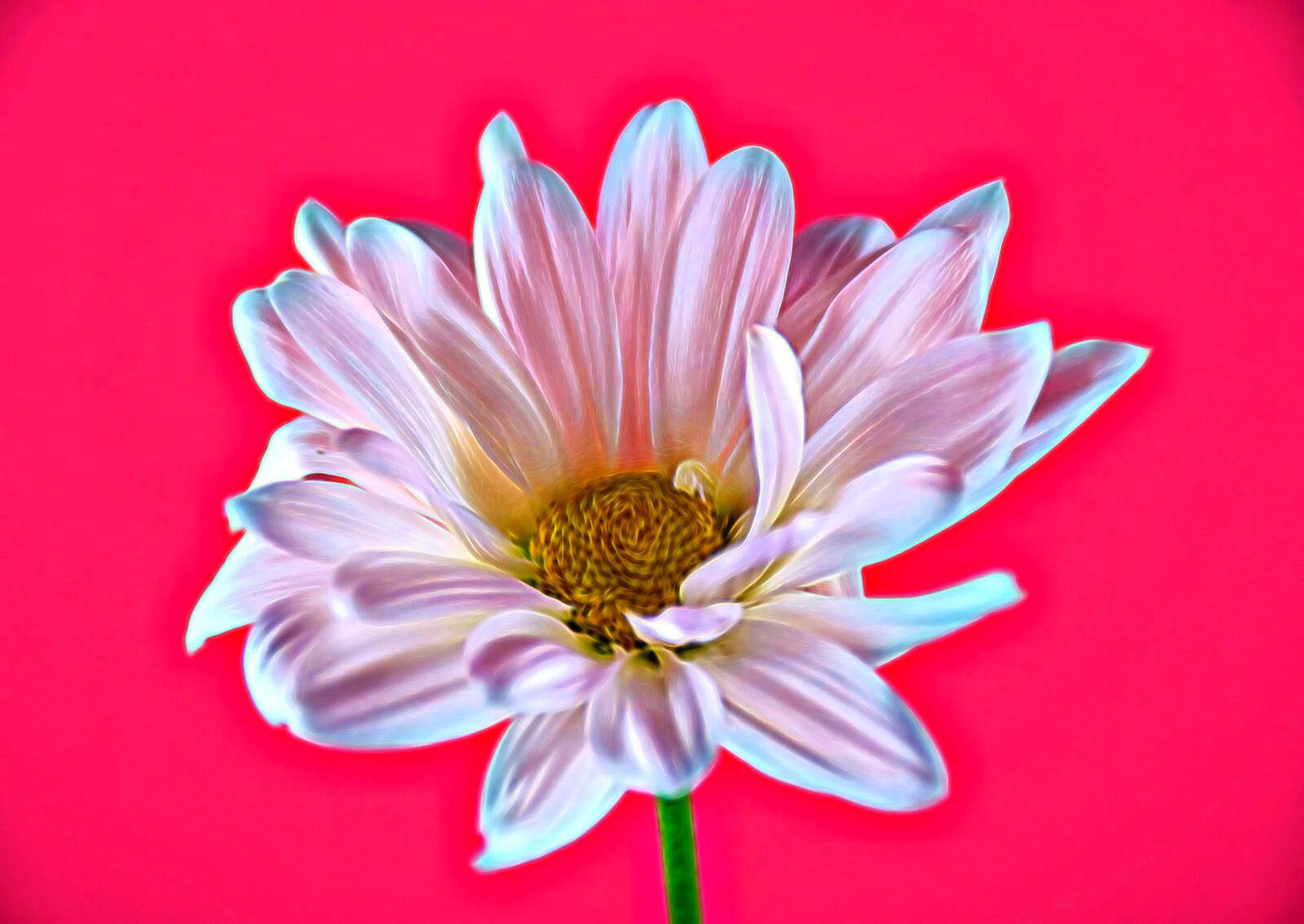 Nikon D5500 sample photo. Daisy, flower, spring photography