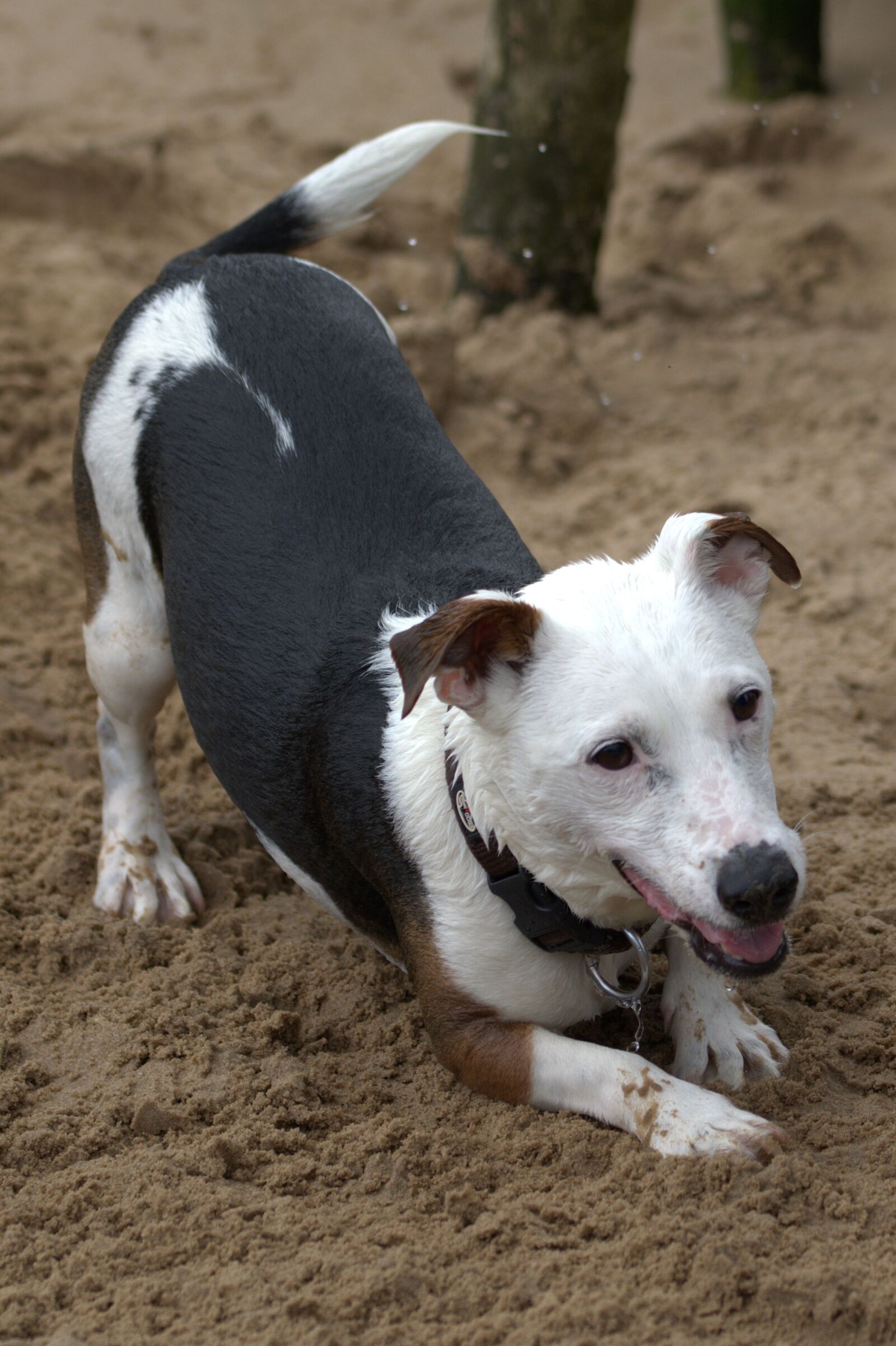 Nikon D5200 sample photo. Playing dog, jack russell photography