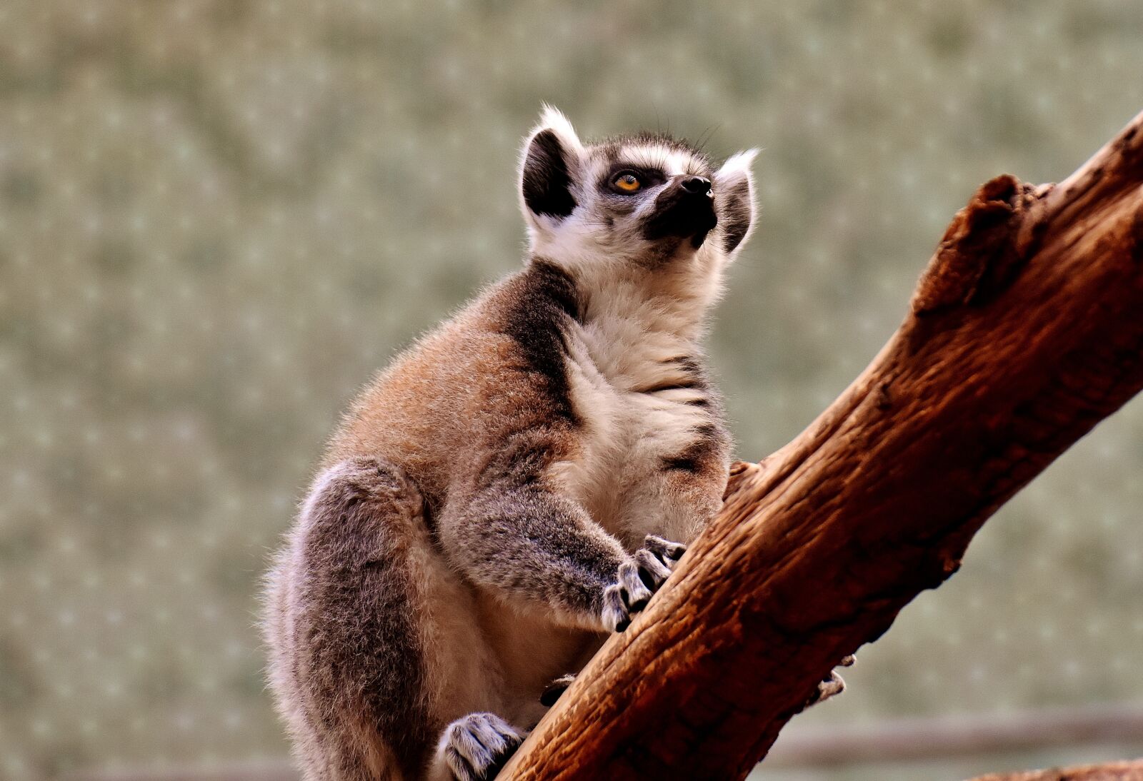 Nikon D7200 sample photo. Monkey, lemur, cute photography