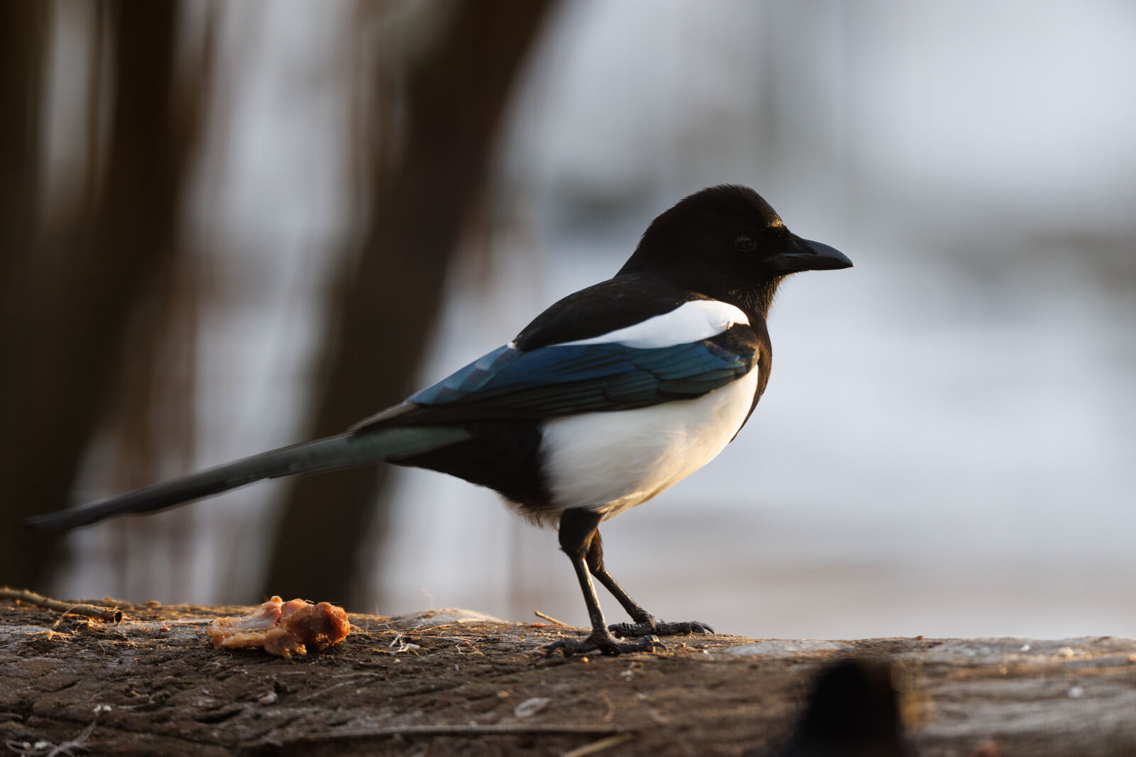 Canon RF 400mm F2.8L IS USM sample photo. Magpie sunrise photography