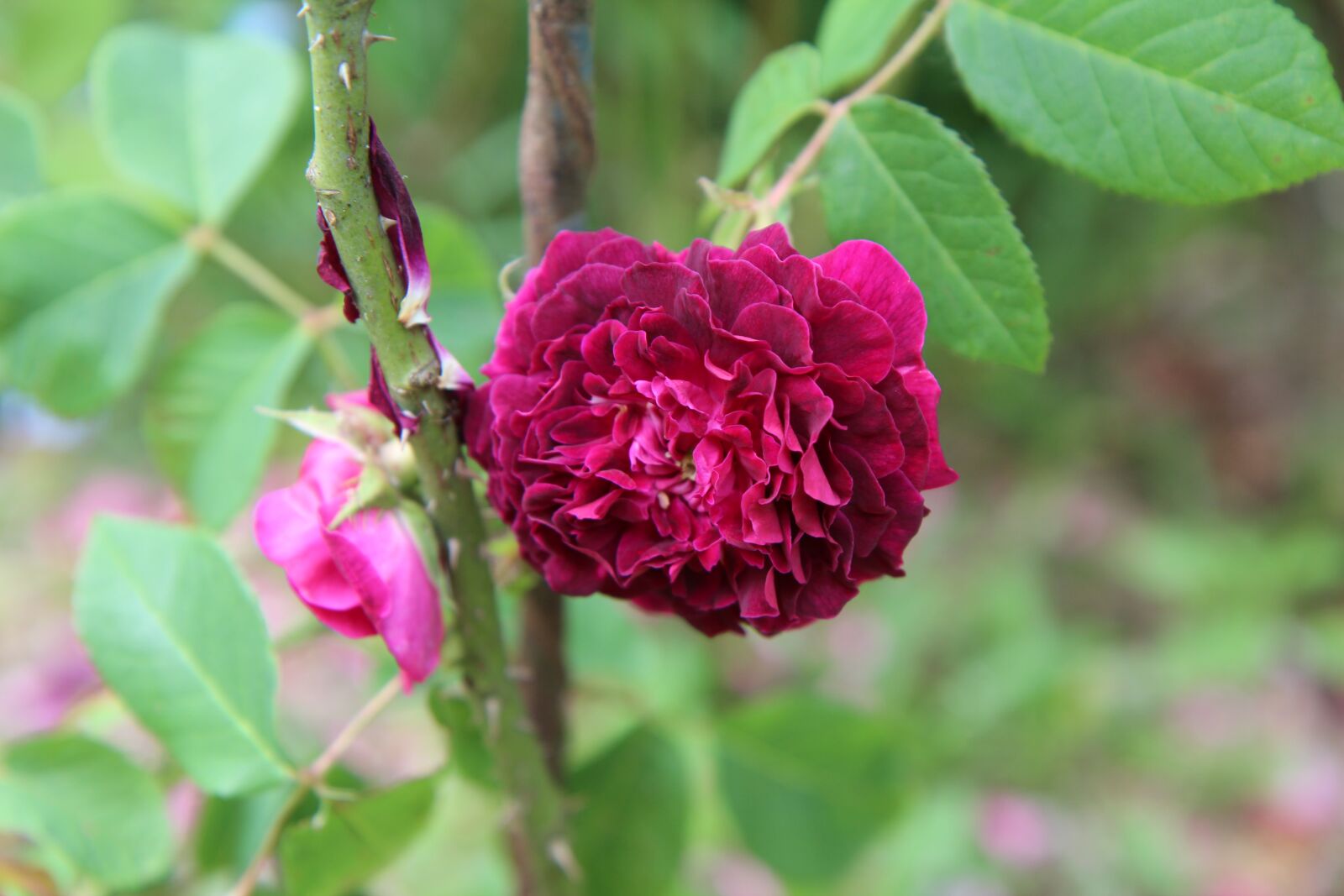 Canon EOS 600D (Rebel EOS T3i / EOS Kiss X5) sample photo. Red rose, rosebush, old photography