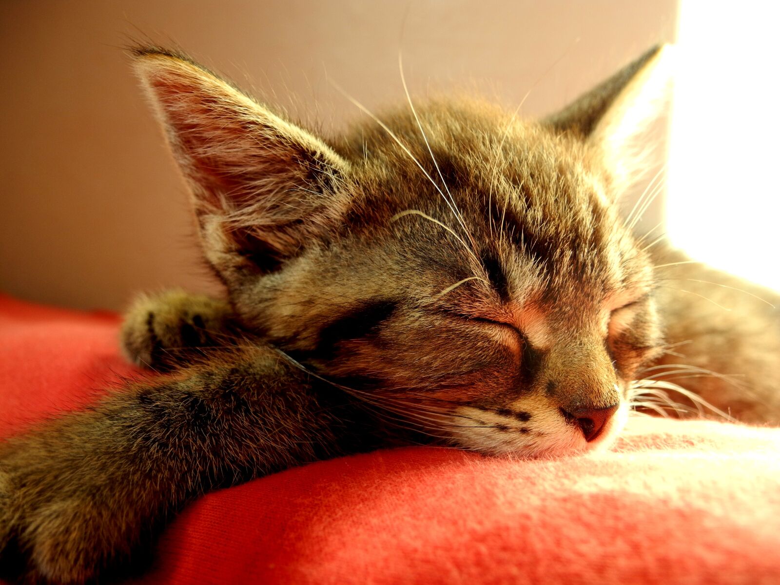 Nikon Coolpix P7000 sample photo. Cat, kitten, sleeping photography