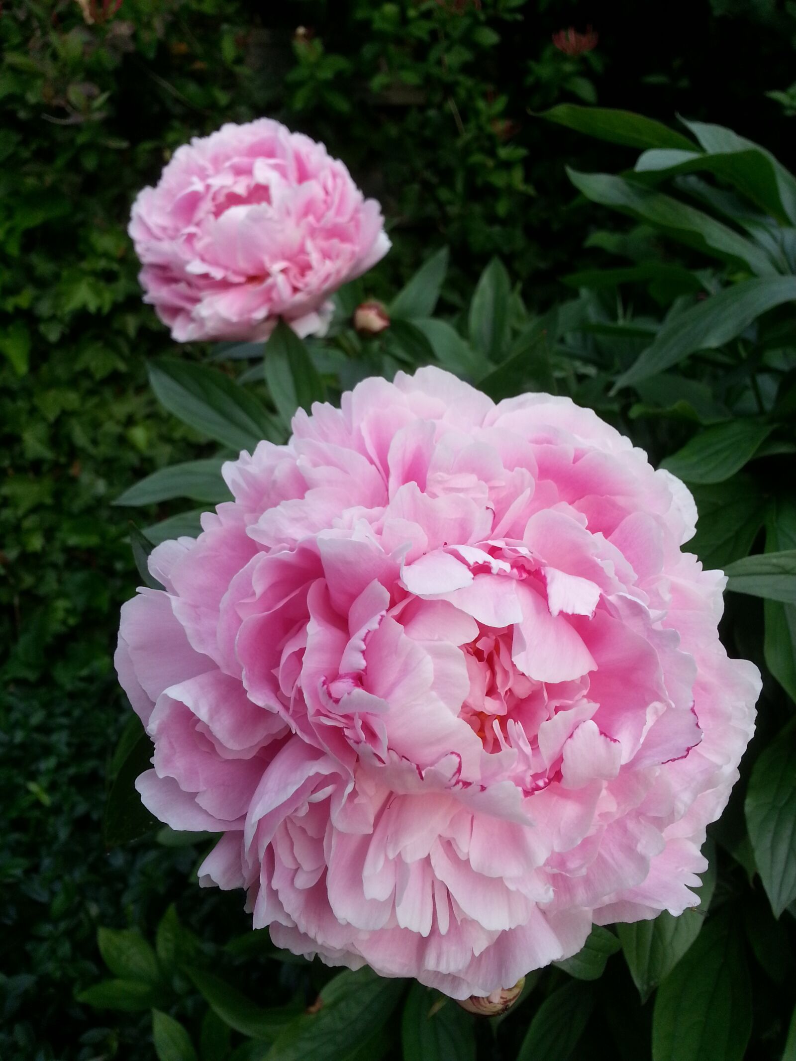 Samsung Galaxy S3 sample photo. Peony, pink, bloom photography