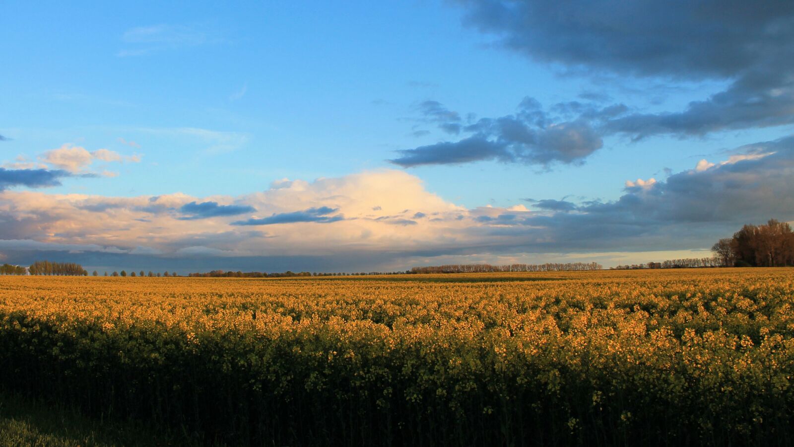 Canon EOS 1100D (EOS Rebel T3 / EOS Kiss X50) sample photo. Landscape, nature, fields photography