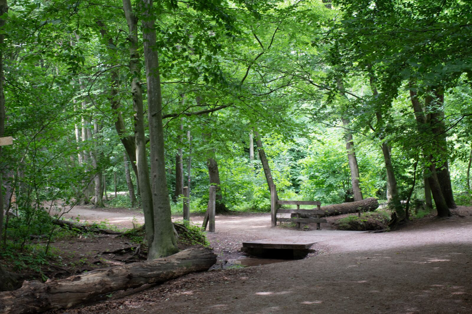 Nikon D7500 sample photo. Westrhout the forest the photography