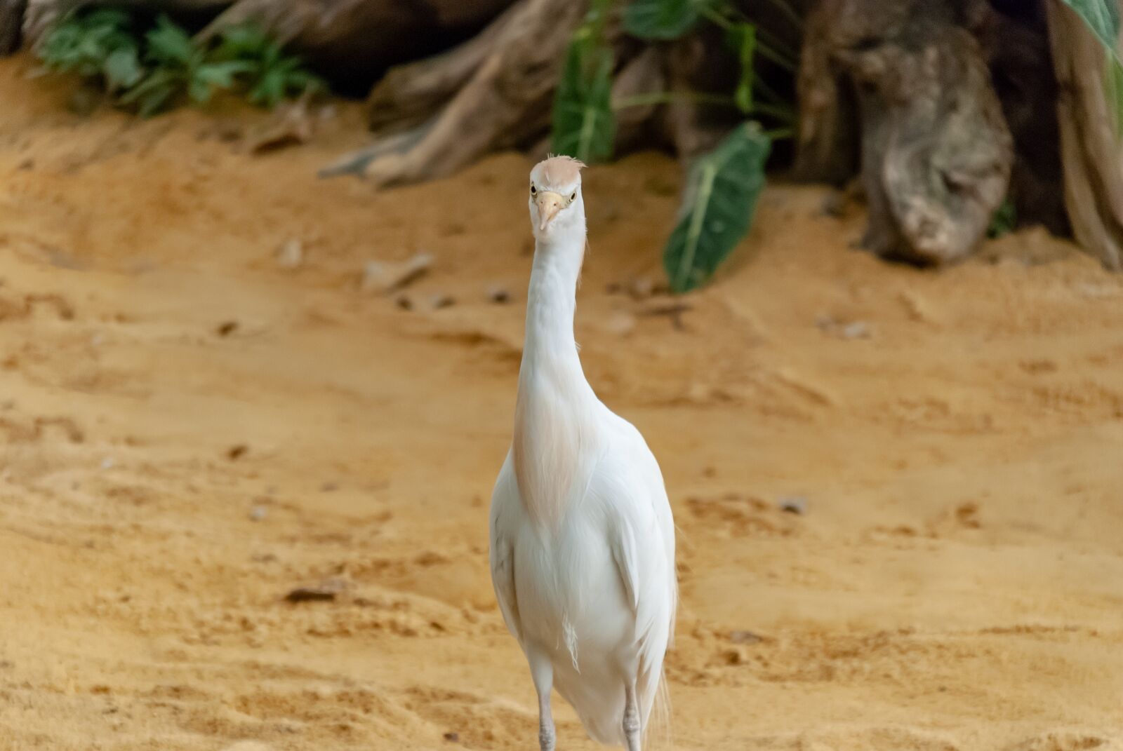 Nikon D80 sample photo. Heron custody oxen, bird photography