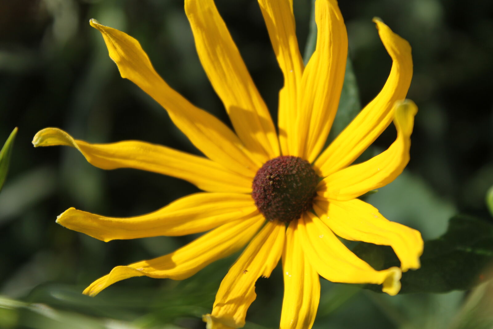Canon EOS 1100D (EOS Rebel T3 / EOS Kiss X50) sample photo. Beauty, floral, flower, nature photography