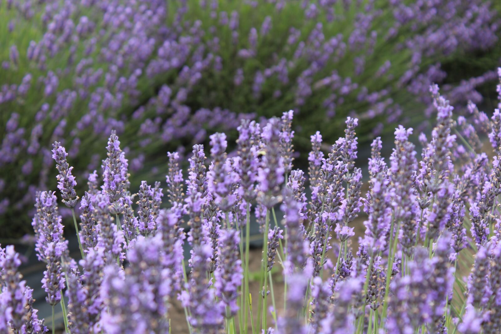 Canon EOS 1200D (EOS Rebel T5 / EOS Kiss X70 / EOS Hi) sample photo. Lavender, herb, flower photography