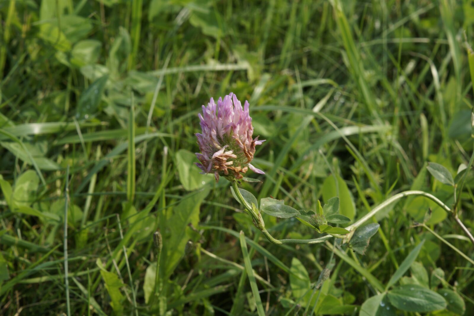 Sony ILCA-77M2 + Sony DT 50mm F1.8 SAM sample photo. Flower, green, grass photography