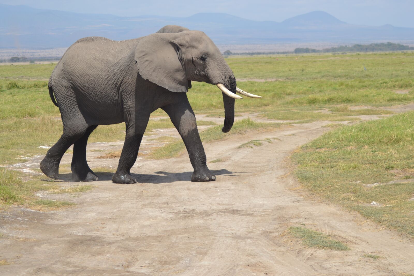 Nikon D3100 sample photo. Elephant, africa, forest photography