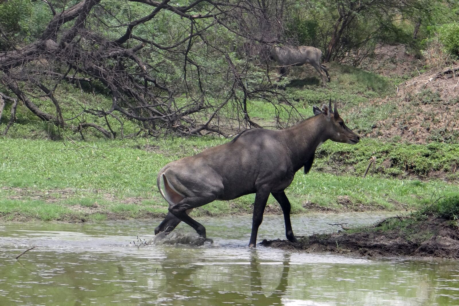 Sony DSC-HX200V sample photo. Nilgai, antelope, boselaphus tragocamelus photography
