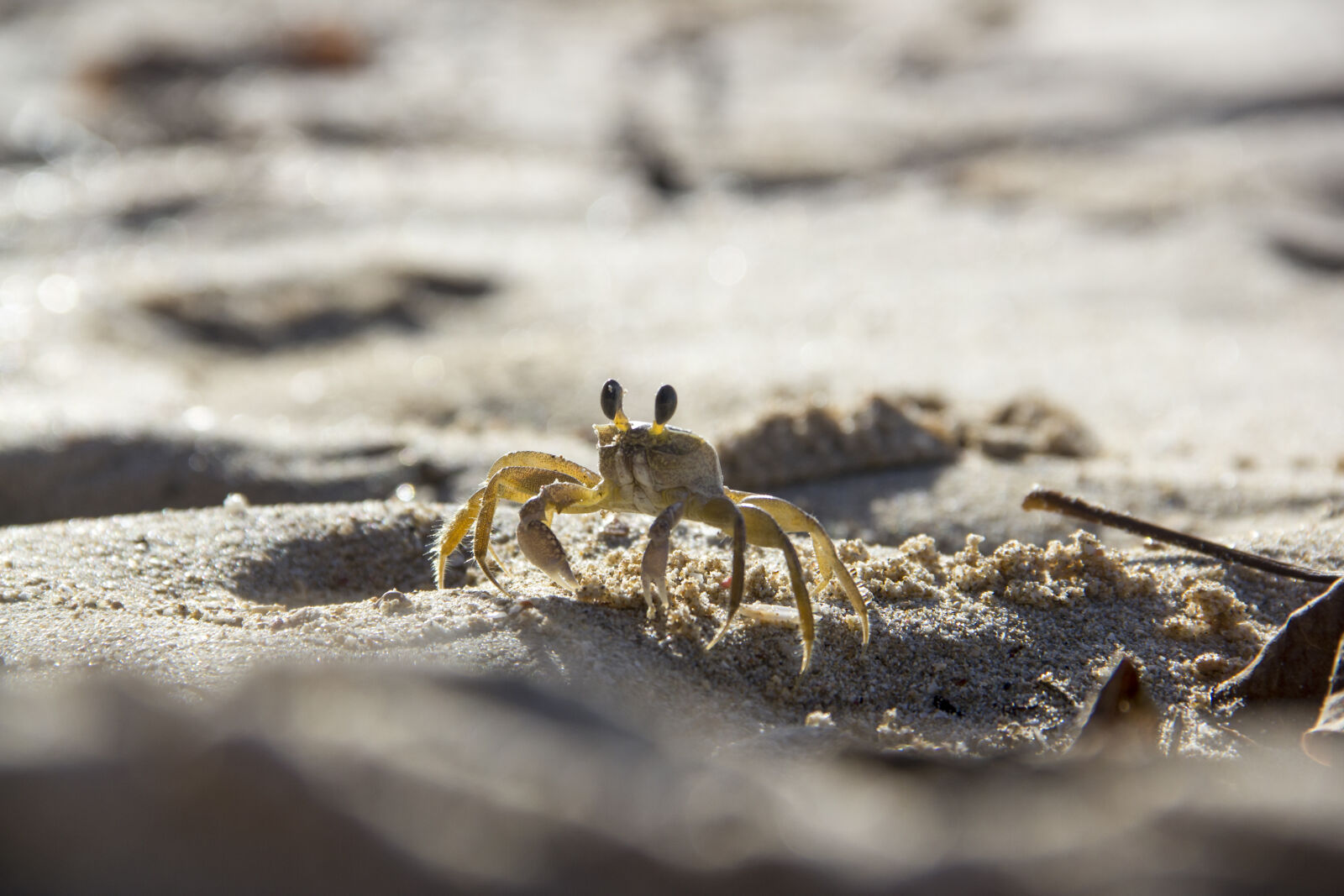 Canon EOS 550D (EOS Rebel T2i / EOS Kiss X4) sample photo. Barbados, beach, carribean, crab photography