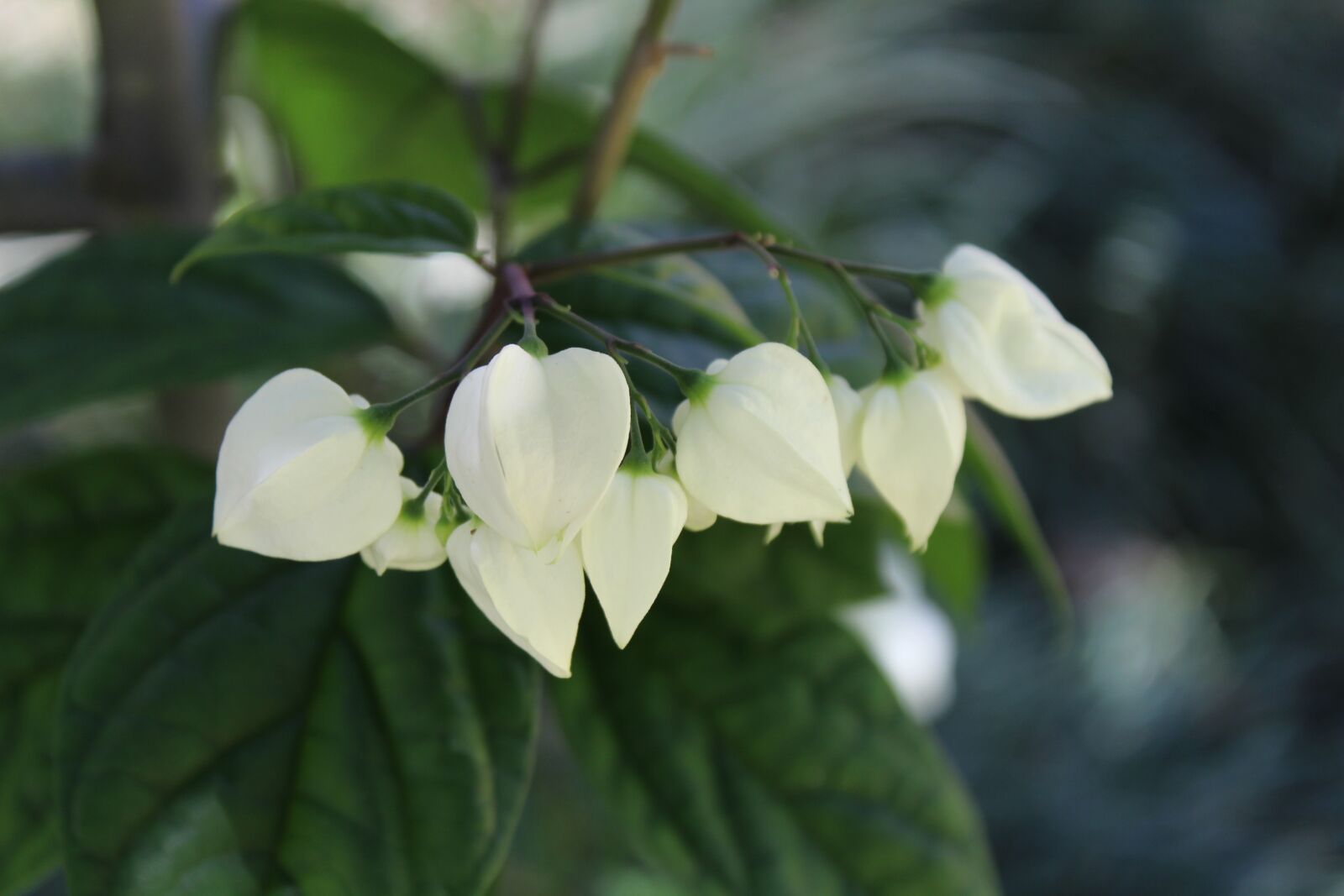 Canon EOS 1300D (EOS Rebel T6 / EOS Kiss X80) sample photo. Flowers, white flowers, garden photography