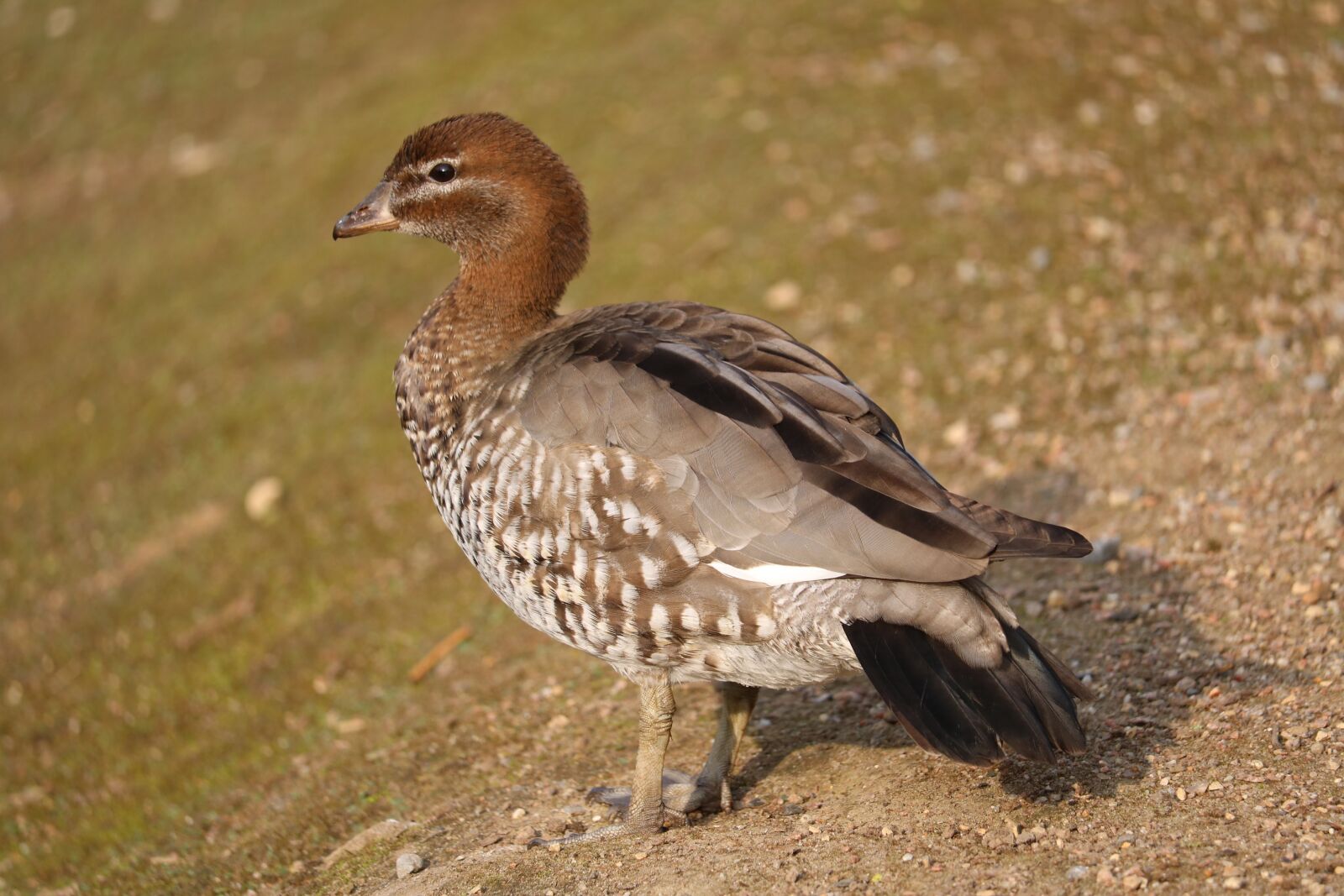 Canon EOS 750D (EOS Rebel T6i / EOS Kiss X8i) sample photo. Animal world, nature, bird photography
