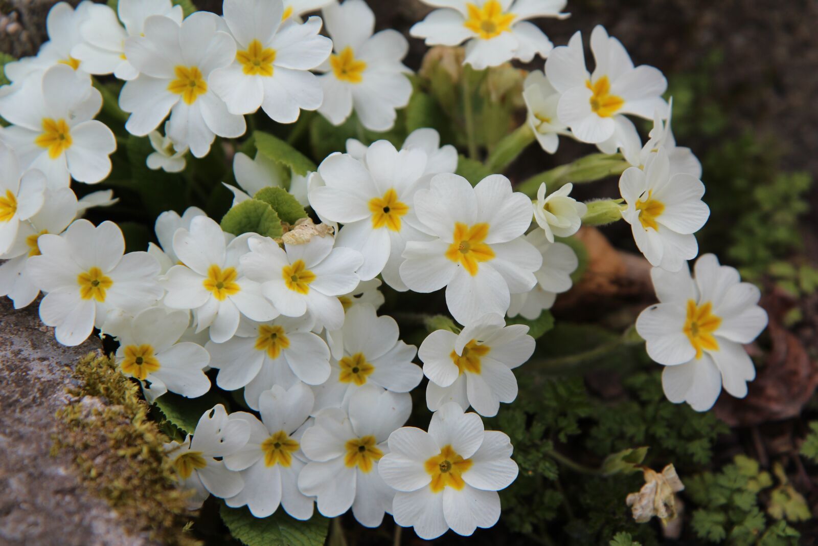 Canon EOS 600D (Rebel EOS T3i / EOS Kiss X5) sample photo. Primroses, primroses white, nature photography