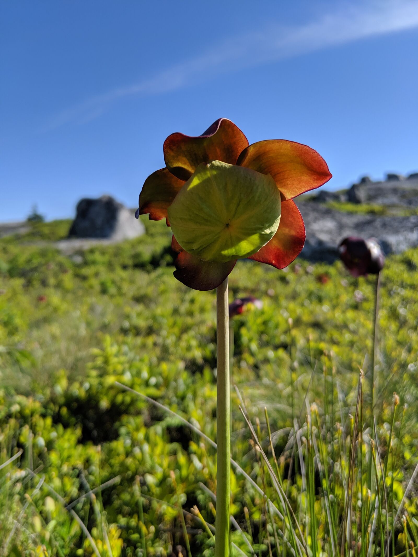 Google Pixel 3 XL sample photo. Northern pitcher flower, sarracenia photography