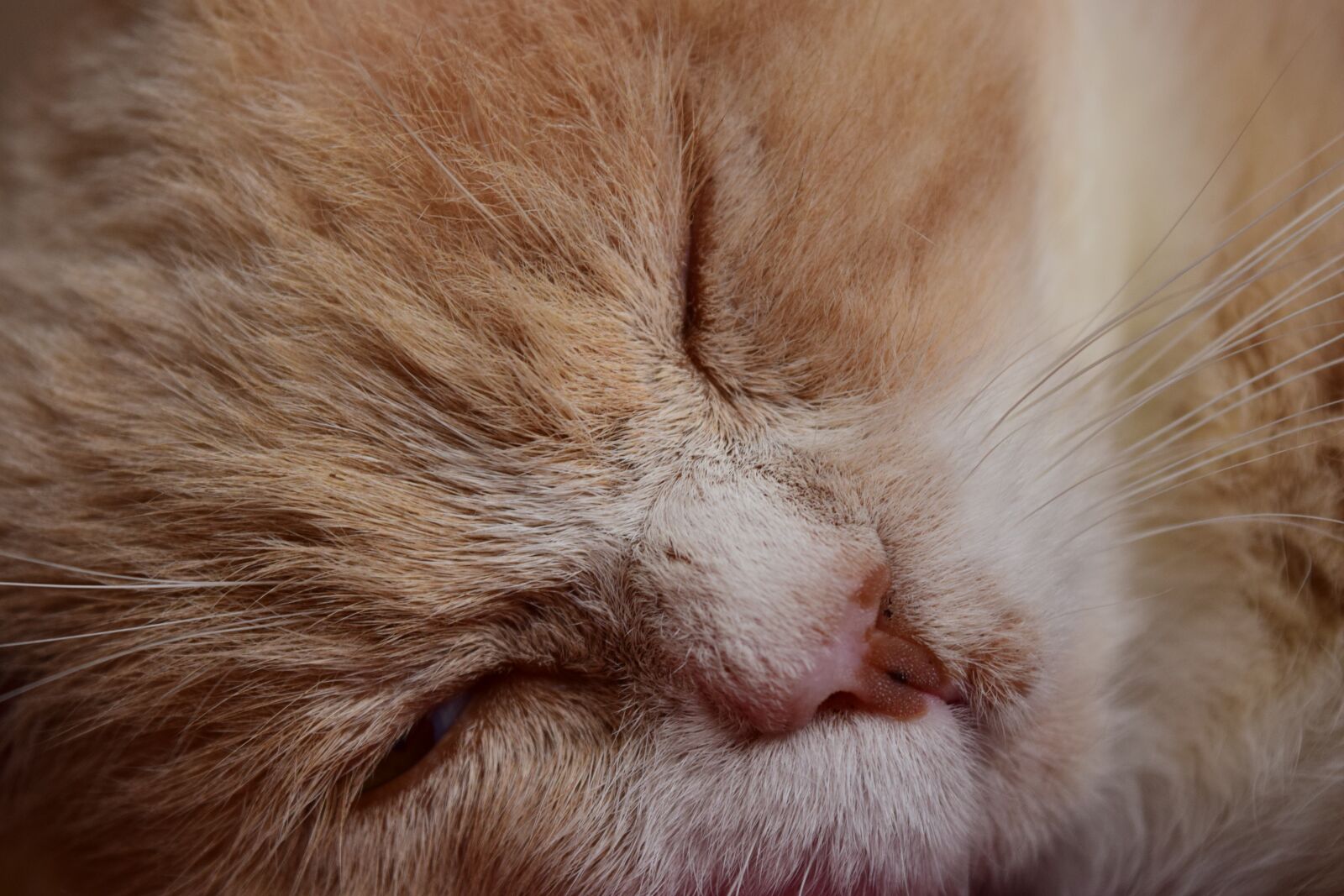 Nikon D3300 sample photo. Cat, sleeping, tired photography