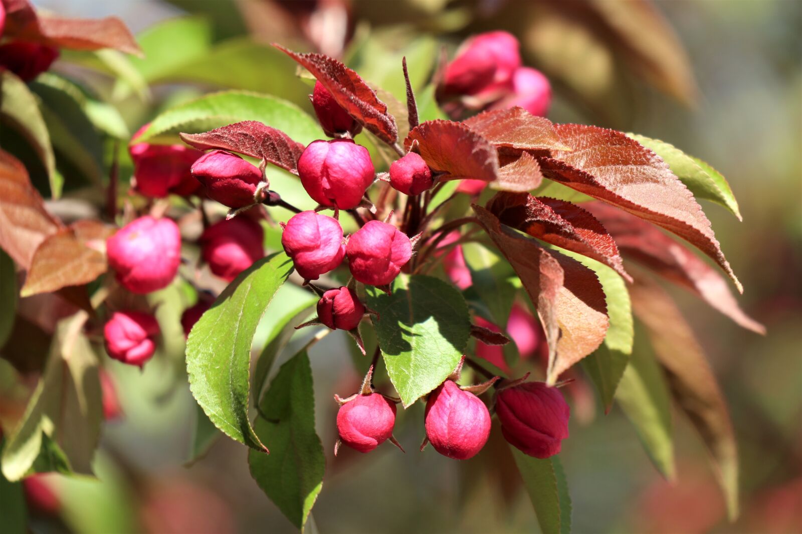 Canon EOS M6 sample photo. Sprig, jablonka, paradise photography