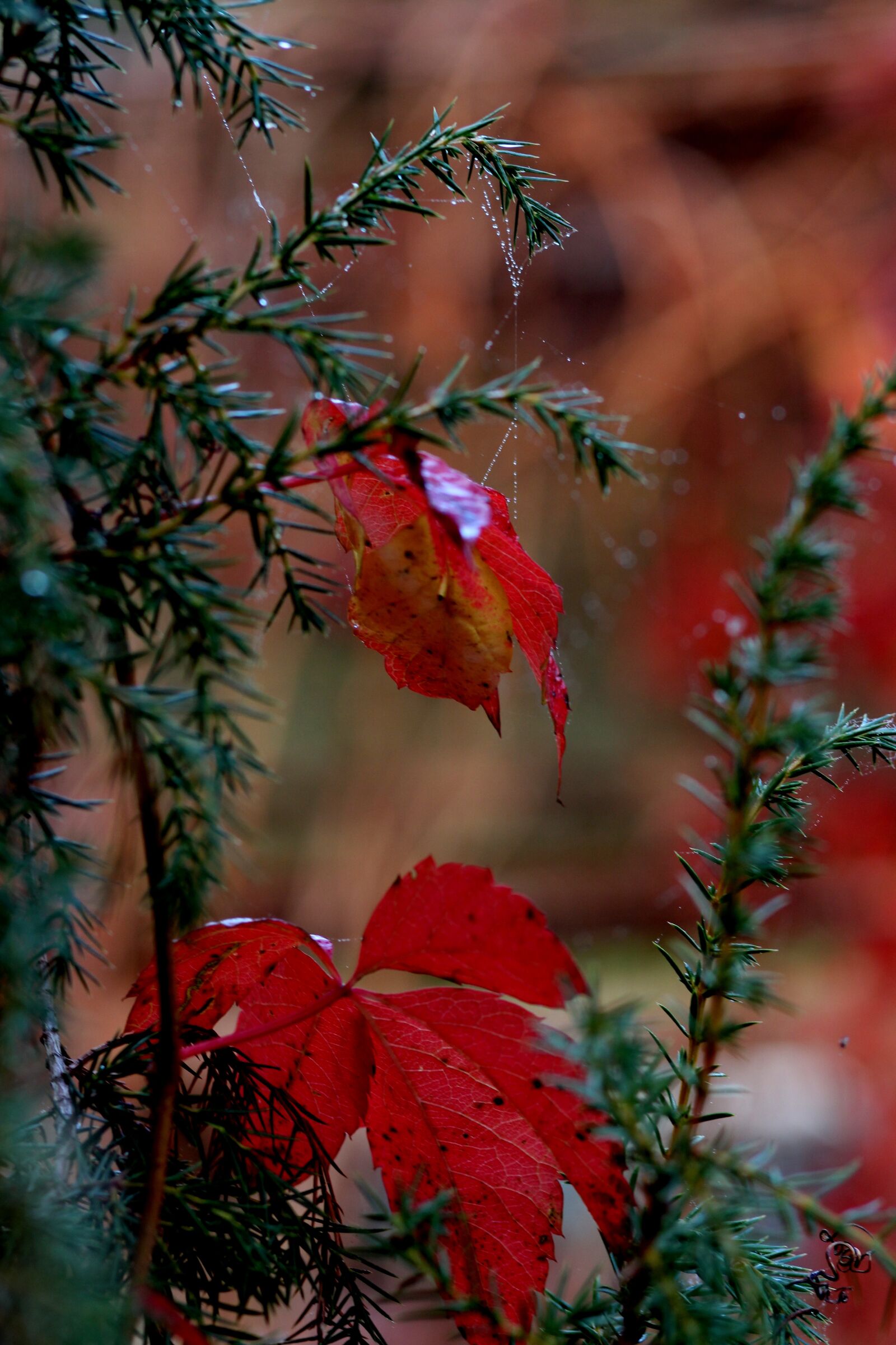 Canon EOS 700D (EOS Rebel T5i / EOS Kiss X7i) + Canon EF 85mm F1.8 USM sample photo. Leaf, red, autumn photography