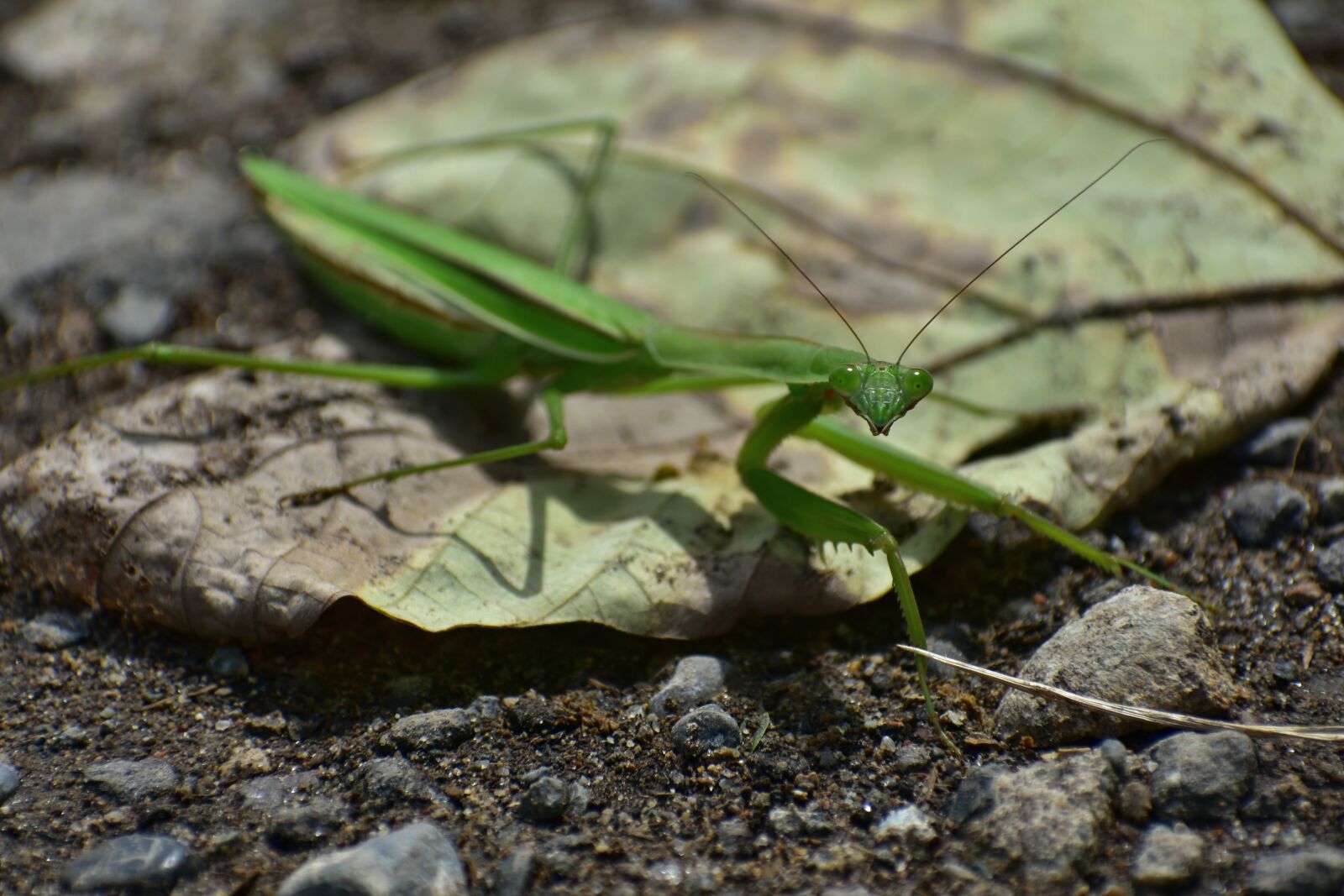 Nikon D7200 sample photo. Natural, landscape, insect photography