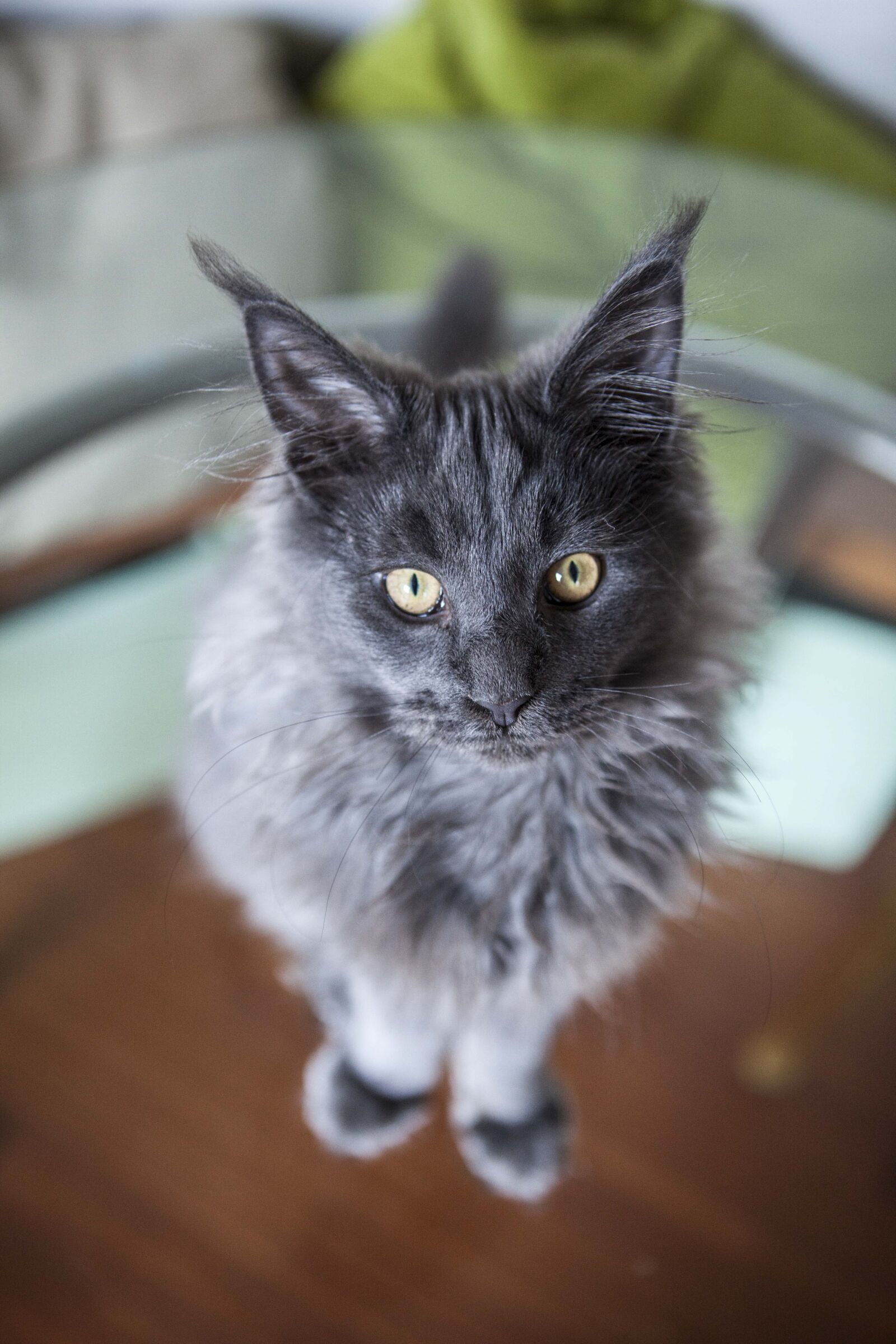 Canon EOS 5D Mark II sample photo. Cats, maine, coon photography
