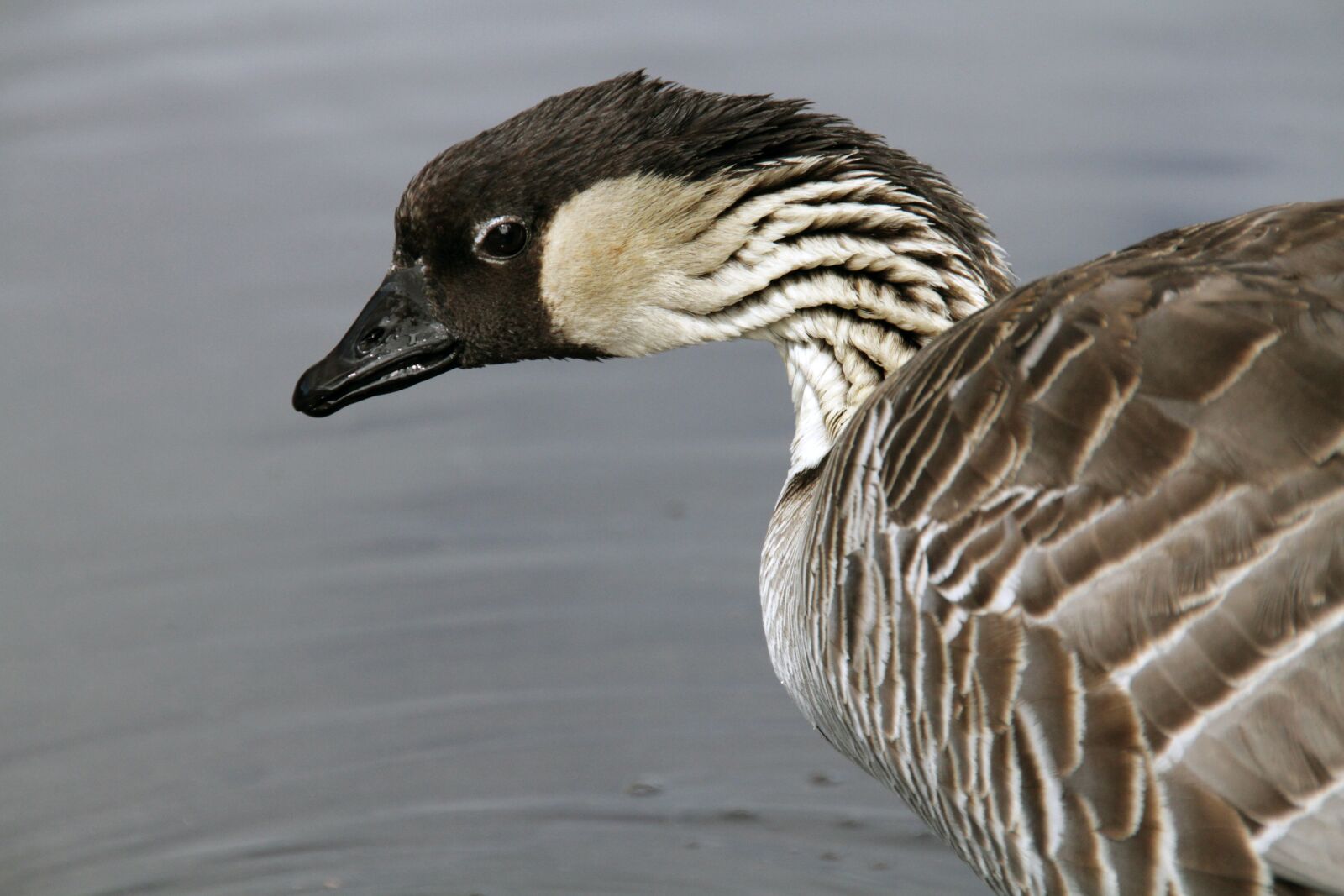 Canon EOS 7D sample photo. Nēnē, bird, wildlife photography