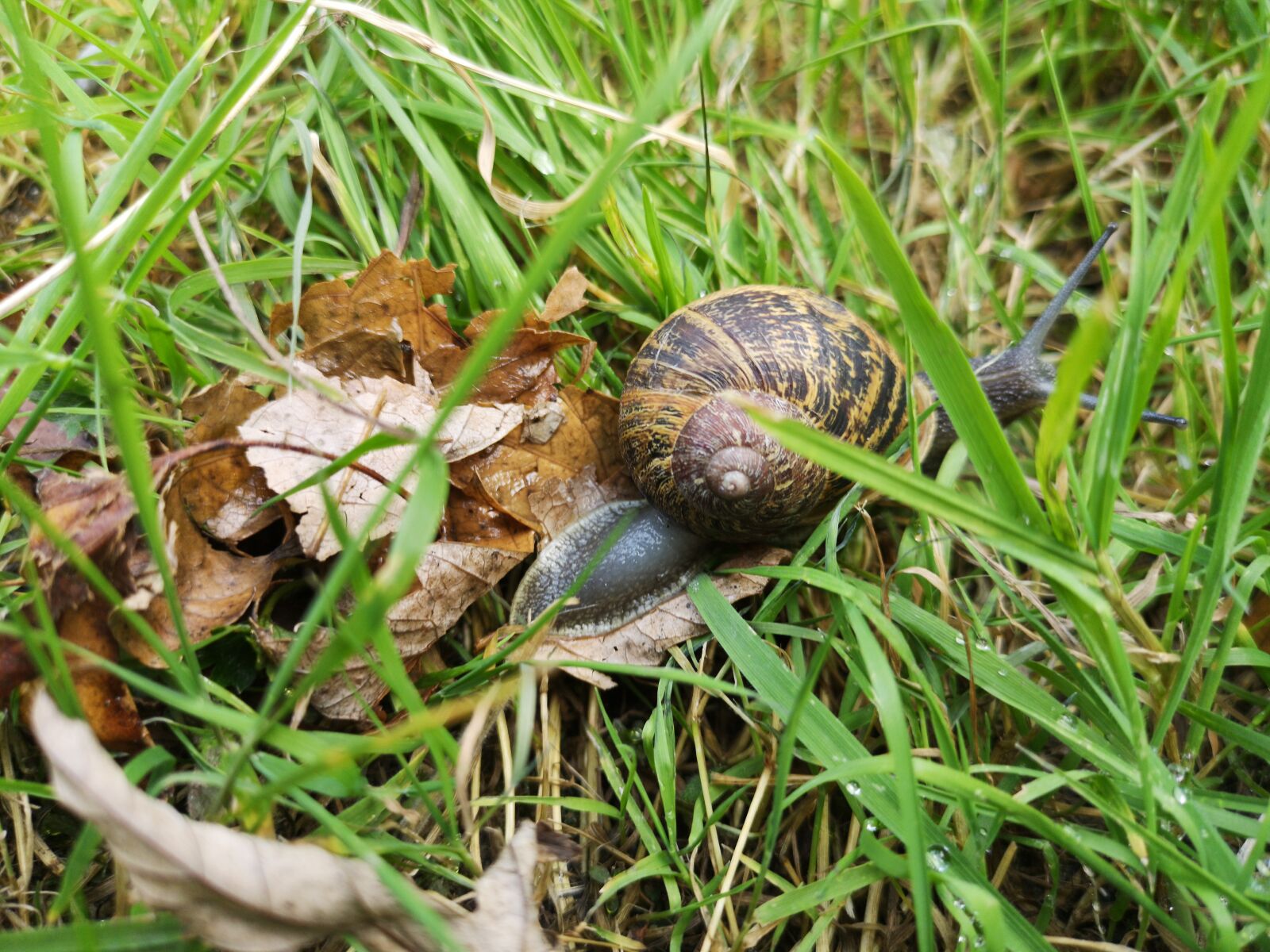 HUAWEI CLT-L29 sample photo. Snail, meadow, grass photography