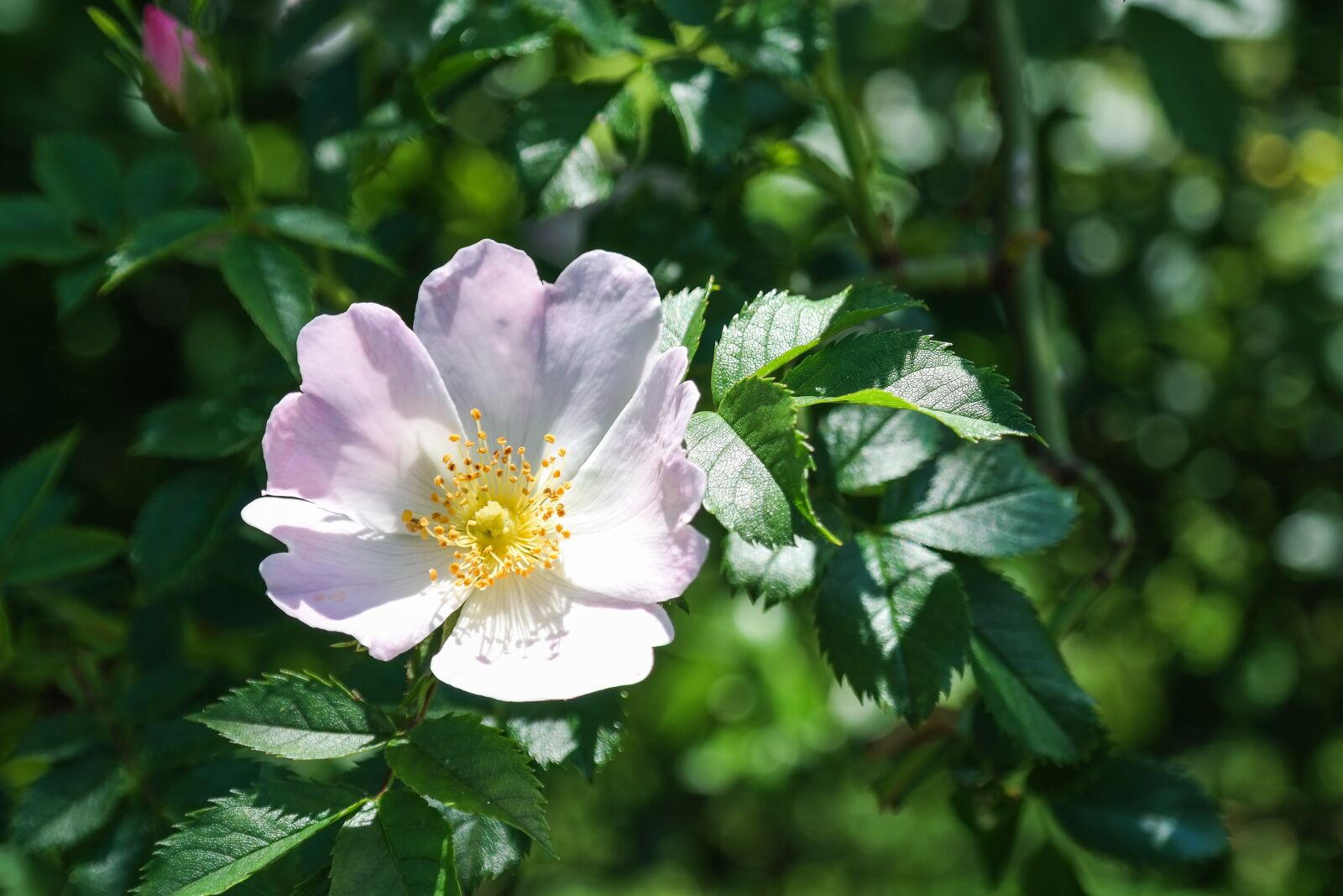 Samsung NX300 sample photo. Wild rose, bush rose photography