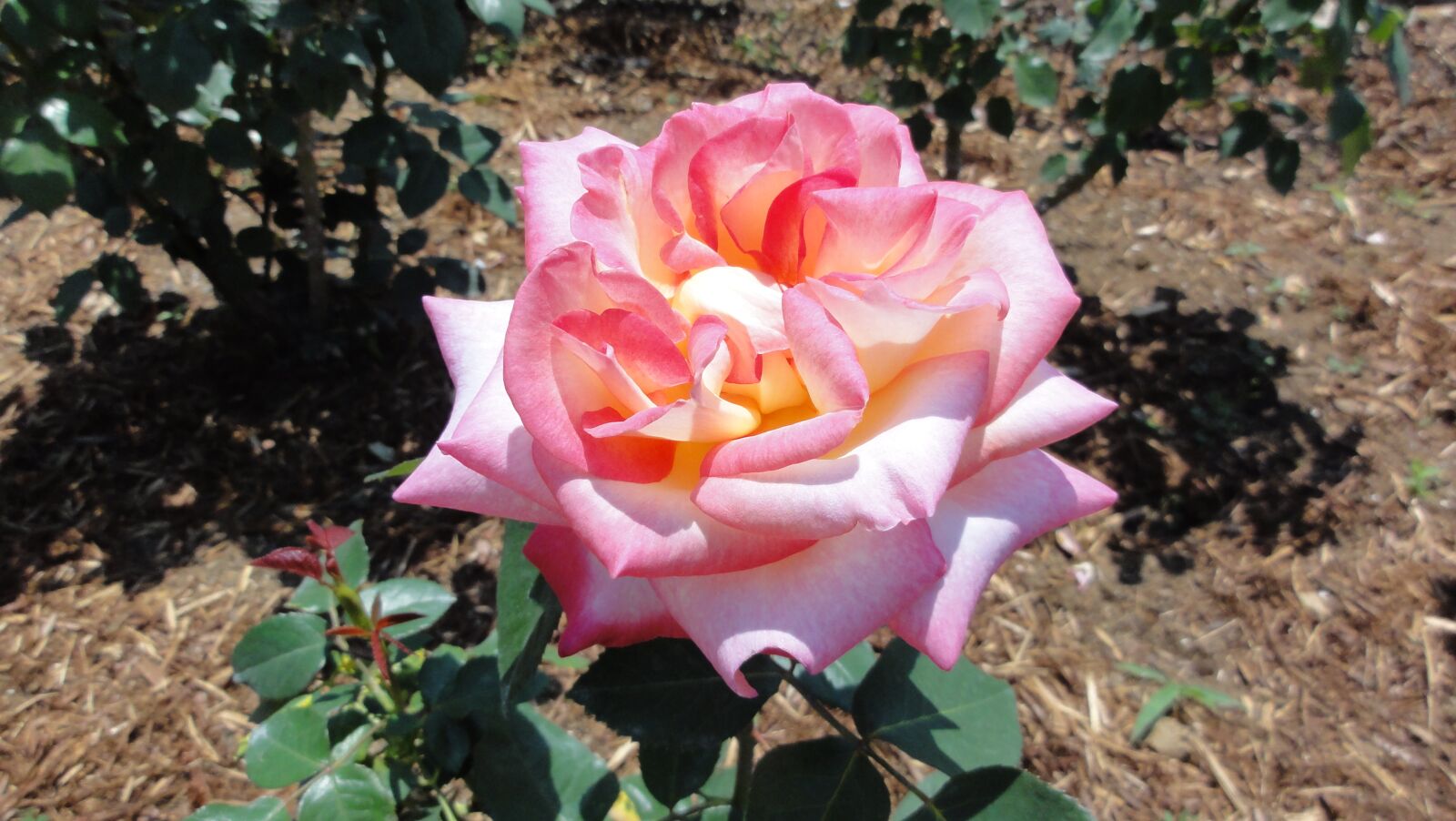 Sony DSC-HX5V sample photo. Flowers, rose photography