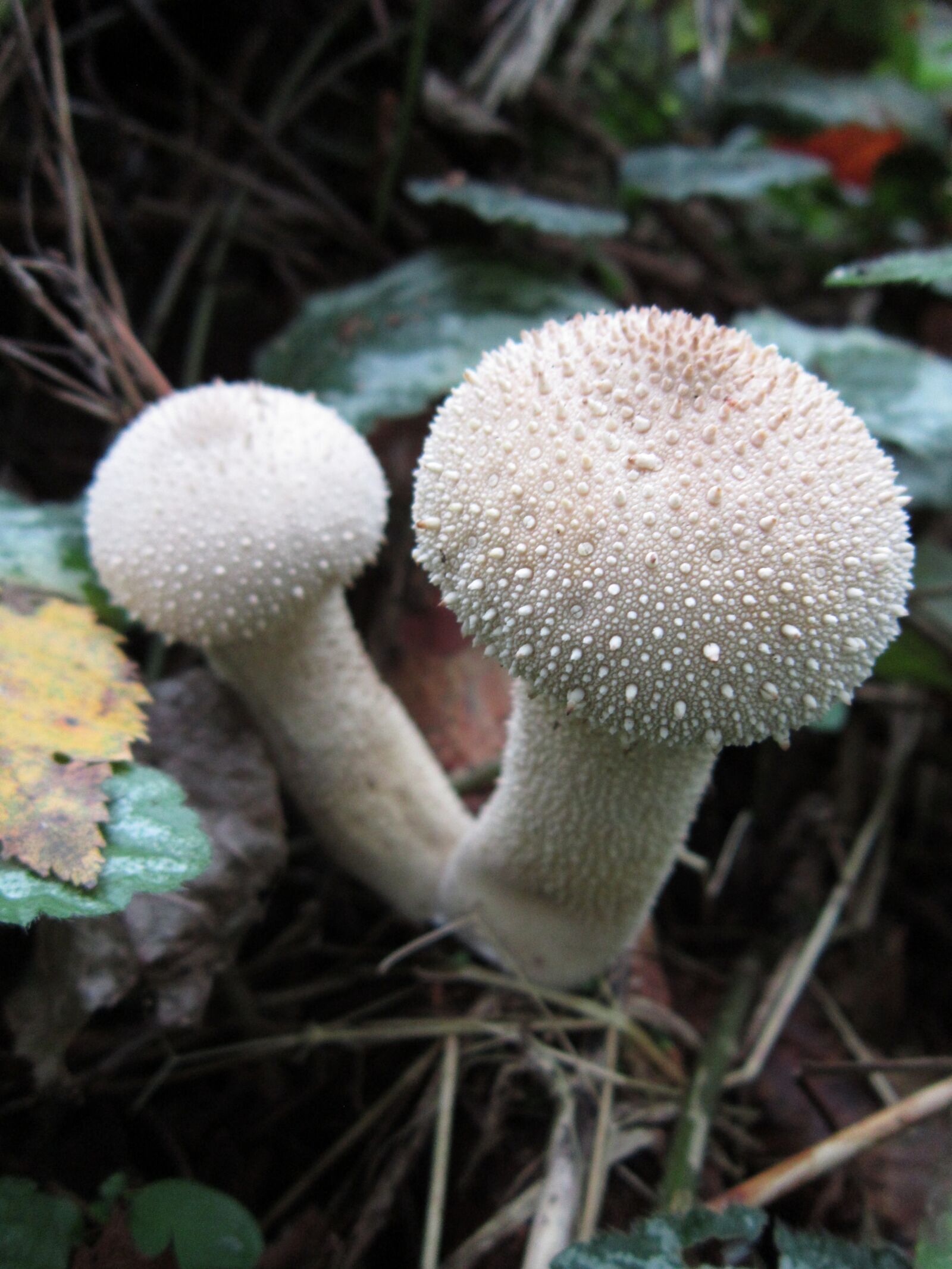 Canon PowerShot A3300 IS sample photo. Forrest, mushroom, wood photography