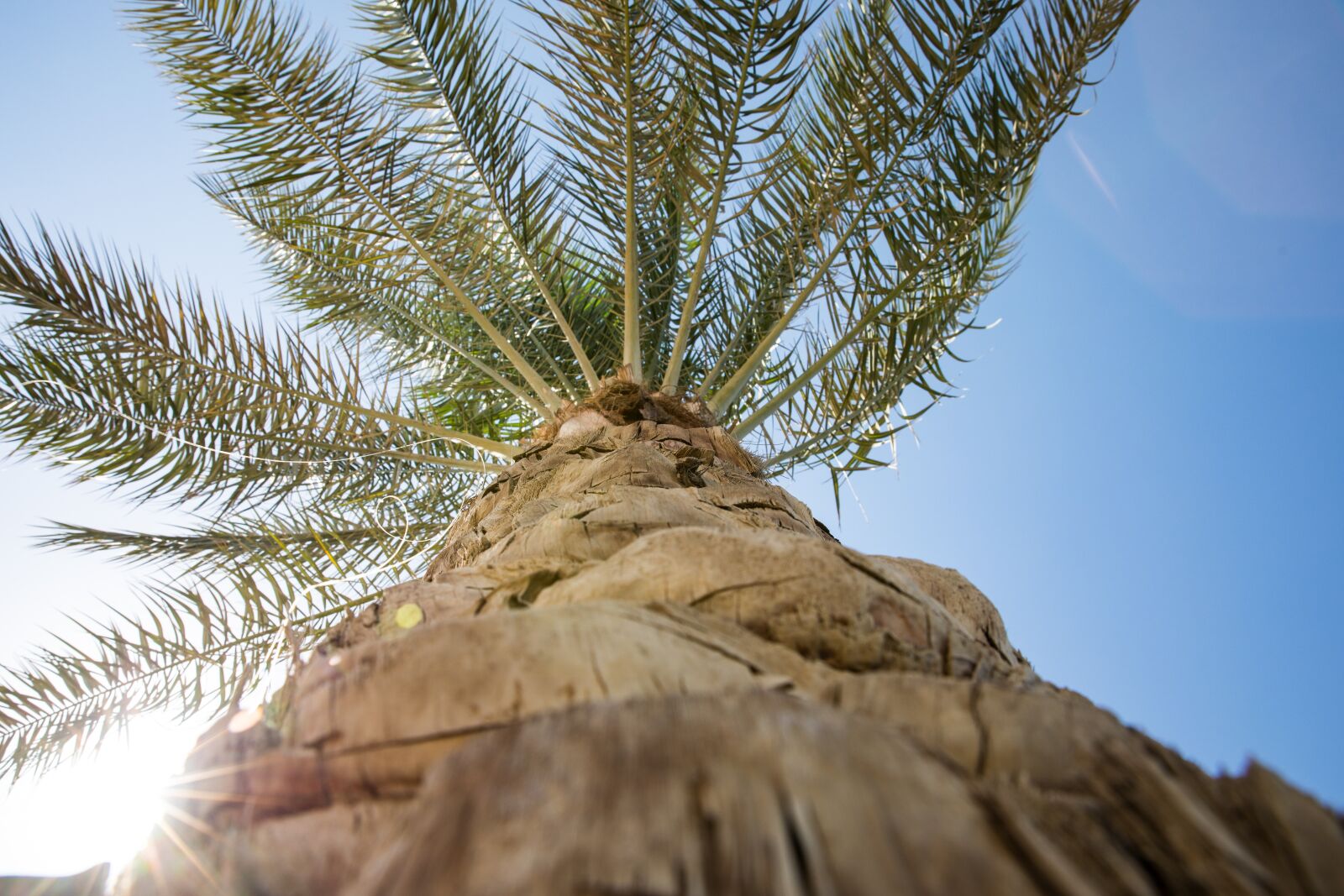 Canon EF 24-70mm F2.8L II USM sample photo. Palm tree, tree, leaves photography