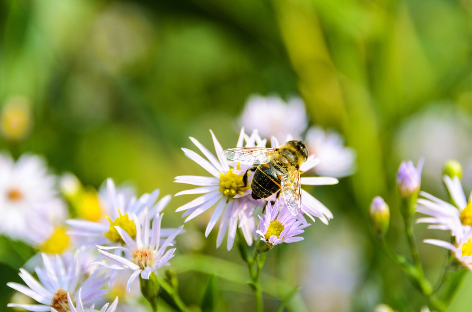 Nikon D7000 sample photo. Aster, dumosum, flower photography