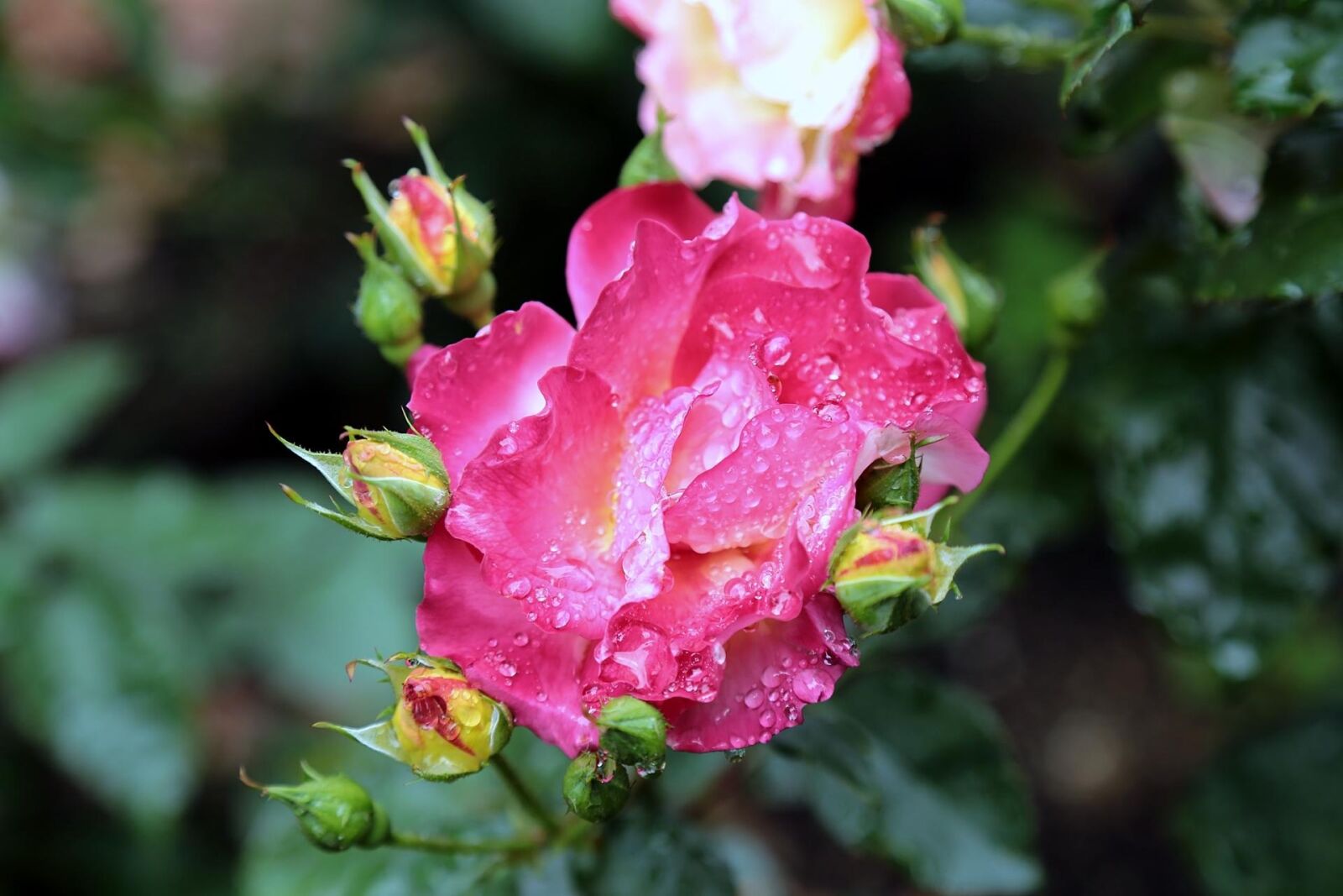 Canon EOS 6D + Canon EF 24-105mm F4L IS USM sample photo. Japan, rose, rose pink photography