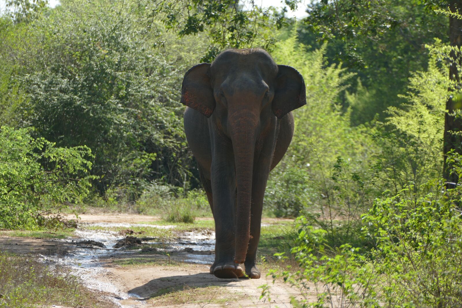 Panasonic Lumix DMC-FZ1000 sample photo. Elephant, rainforest, national park photography