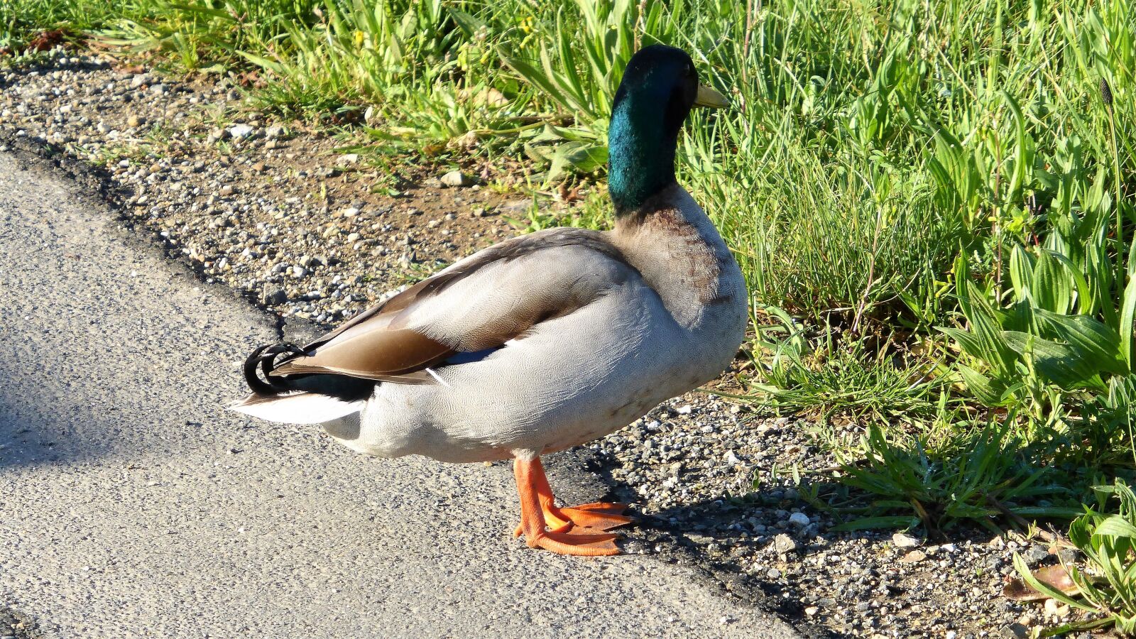 Panasonic Lumix DMC-ZS25 (Lumix DMC-TZ35) sample photo. Nature, bird, outdoor photography