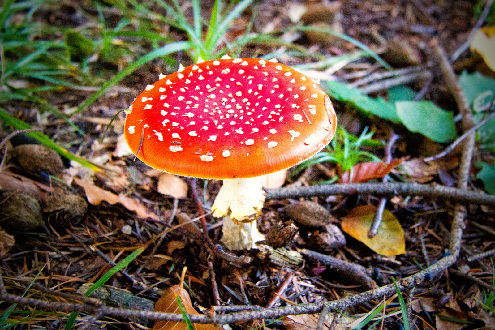 Canon EOS 60D sample photo. Nature, mushroom, forest photography