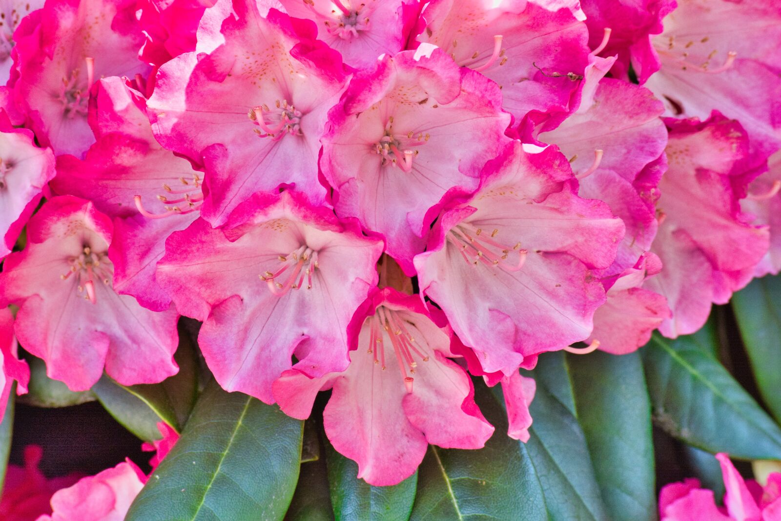 Nikon D7100 sample photo. Rhododendron, blossom, bloom photography