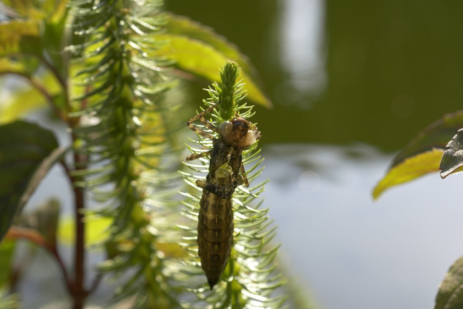 Sony Alpha DSLR-A100 sample photo. Winged insects, dragonfly, baby photography