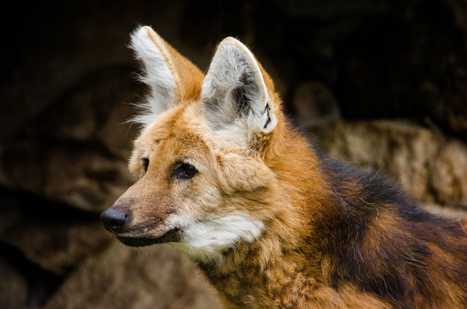 Nikon D5100 sample photo. Maned wolf, wolf, wild photography