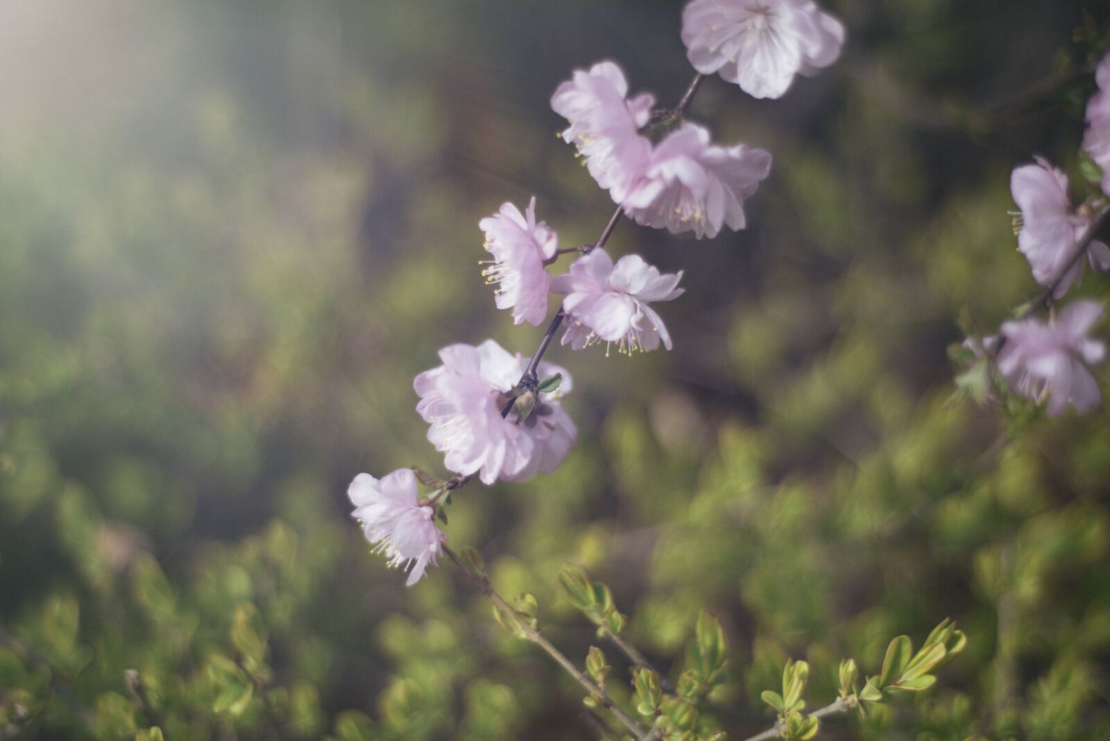 Nikon D750 sample photo. Flower, plant, pink photography