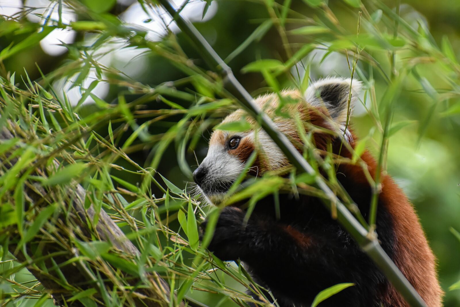 Nikon D7200 sample photo. Panda, red panda, bear photography
