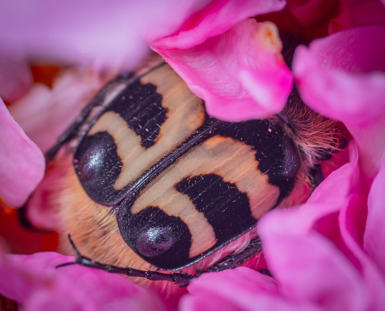 Sony a7R II sample photo. Rose hip, flower, beetle photography
