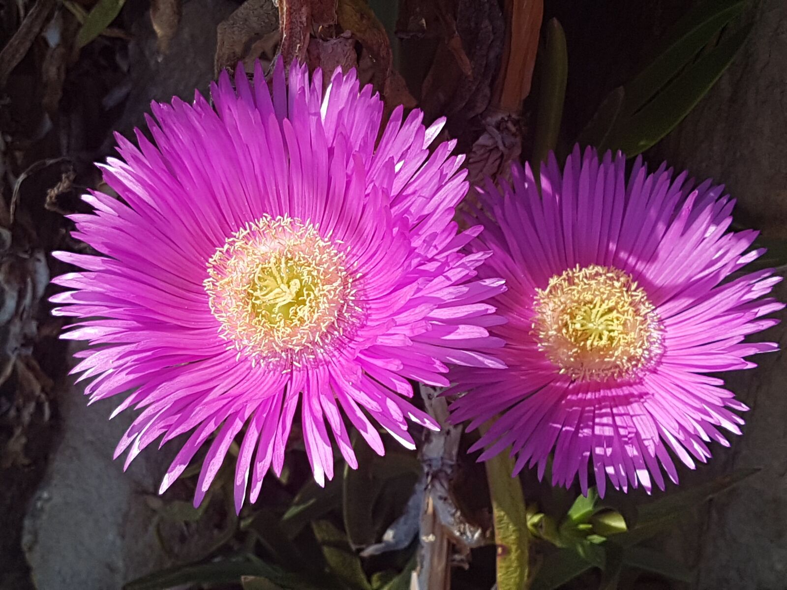 Samsung Galaxy S7 sample photo. Flower, pink, heart photography