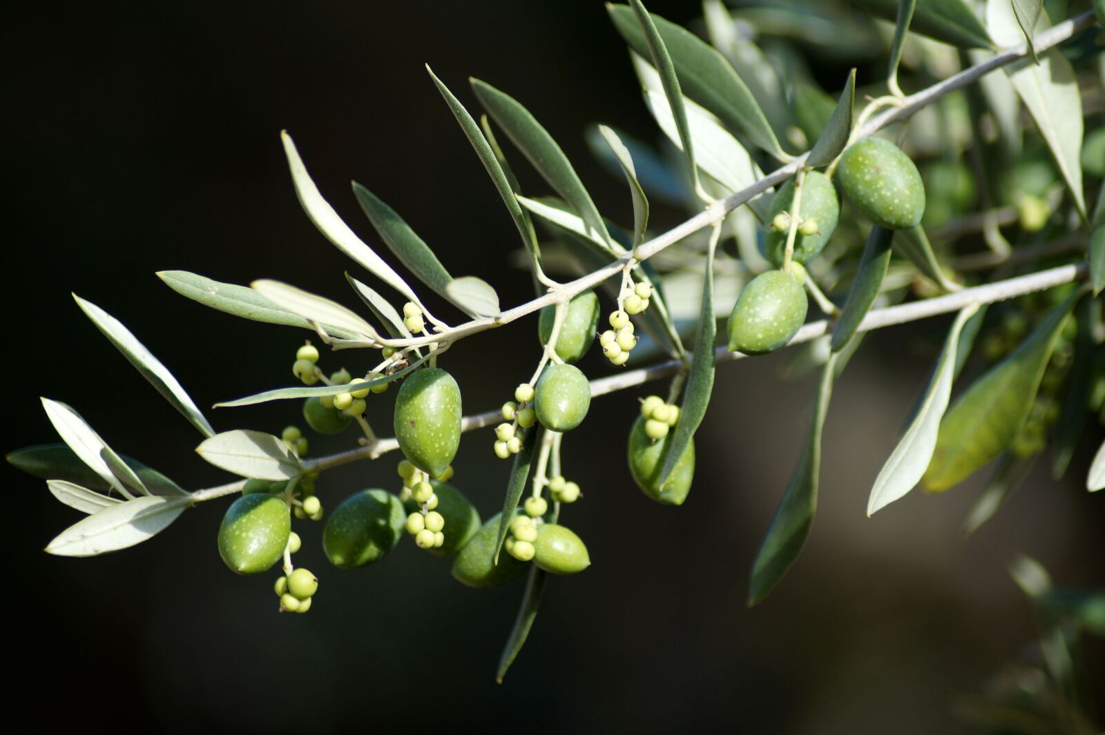 Sony SLT-A58 sample photo. Olives, olive tree, olive photography