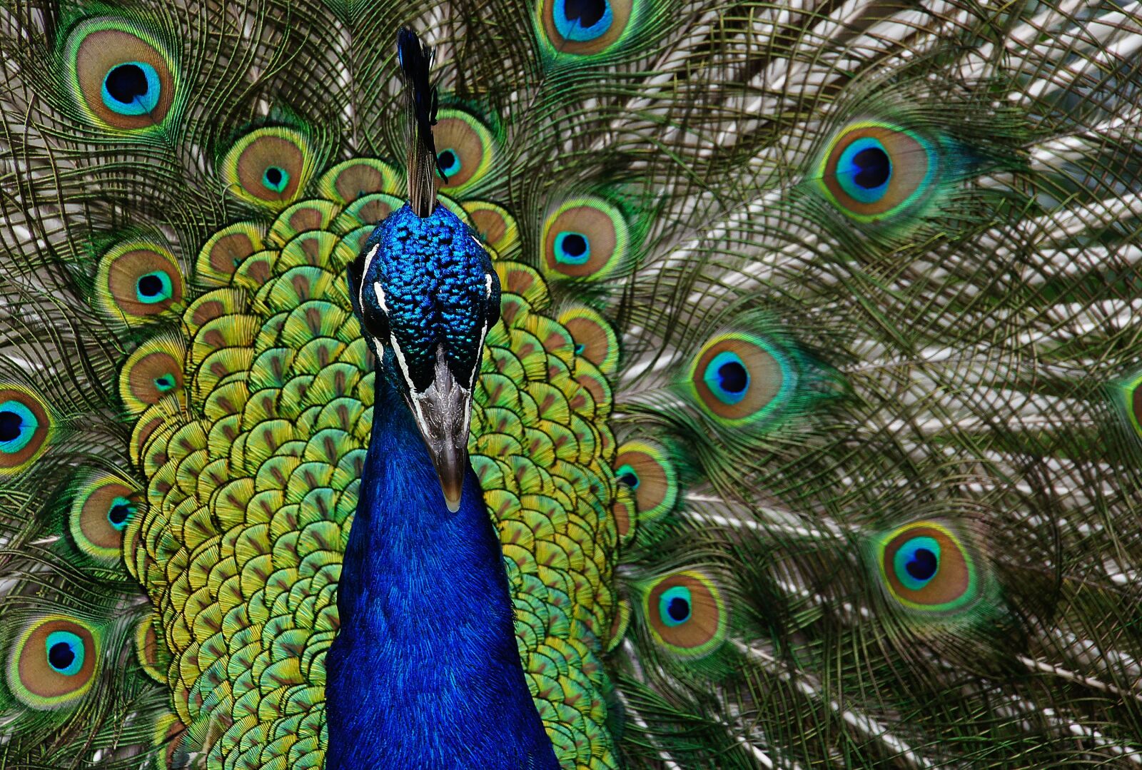 DT 18-270mm F3.5-6.3 sample photo. Peacock, close up, plumage photography