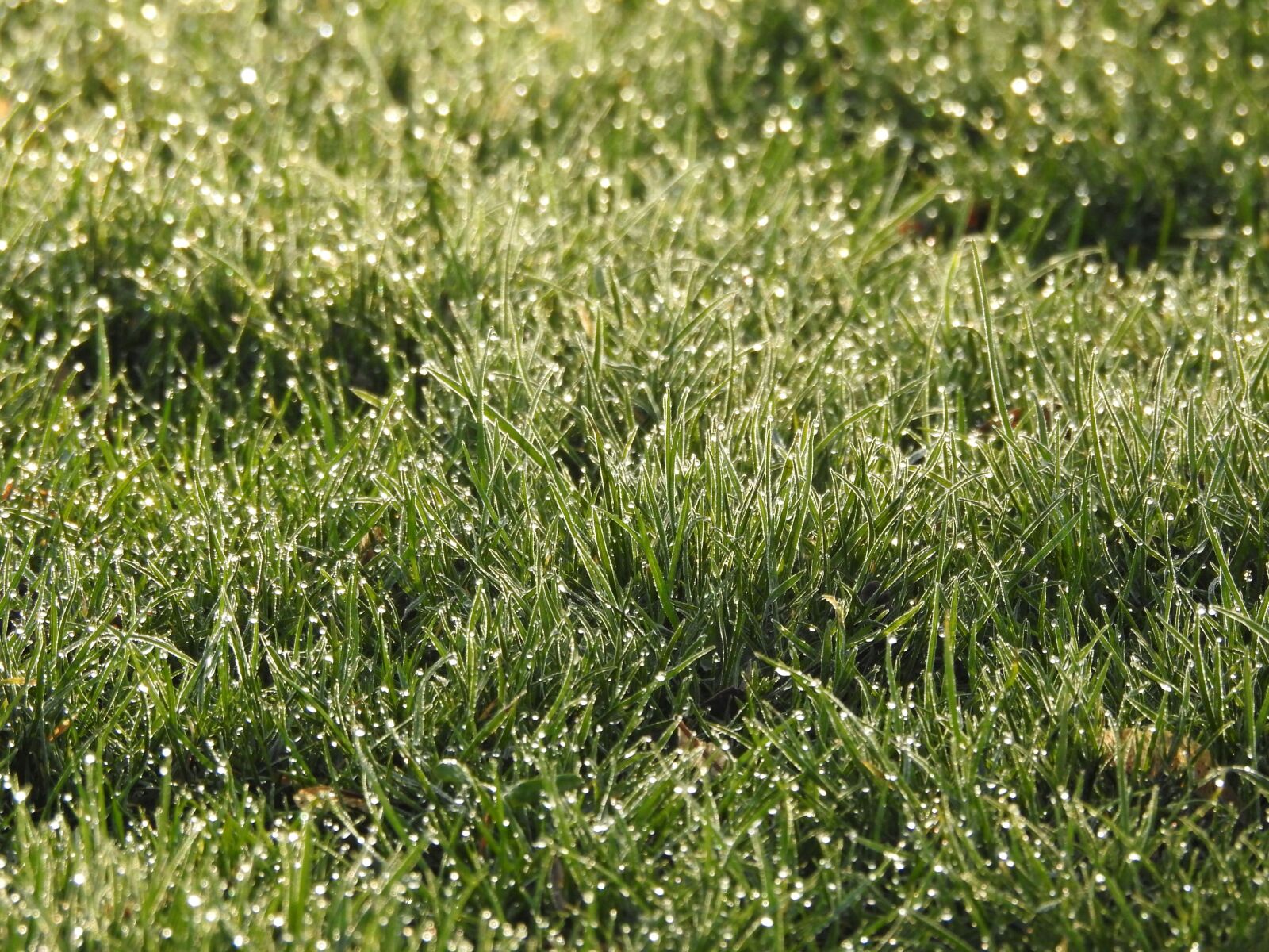 Nikon Coolpix P900 sample photo. Rush, morgentau, grass photography