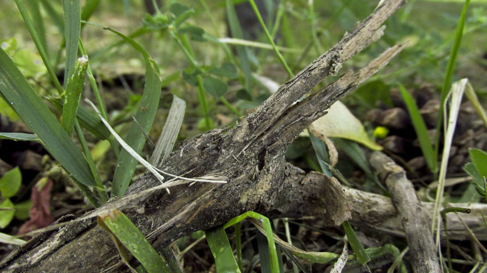 Canon PowerShot SX160 IS sample photo. Branch, nature, tree photography